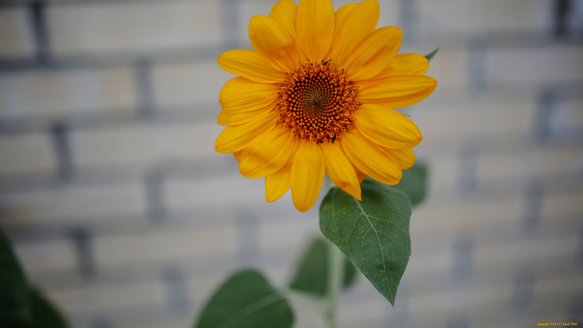 цветы, подсолнухи, желтый