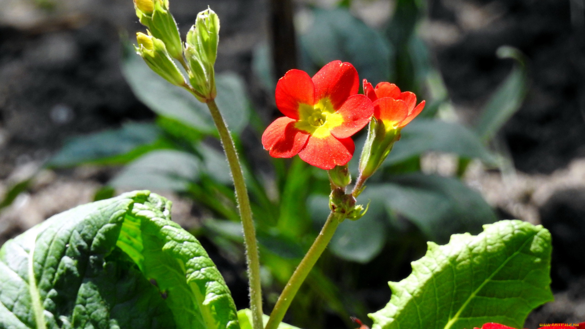 цветы, примулы, первоцвет