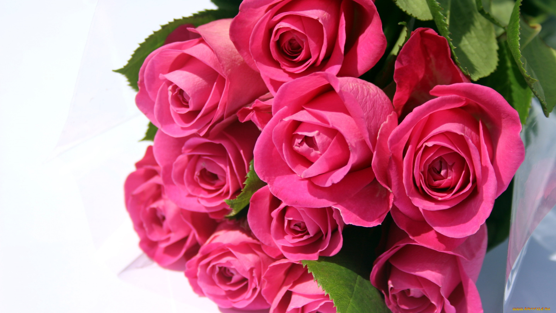 цветы, розы, букет