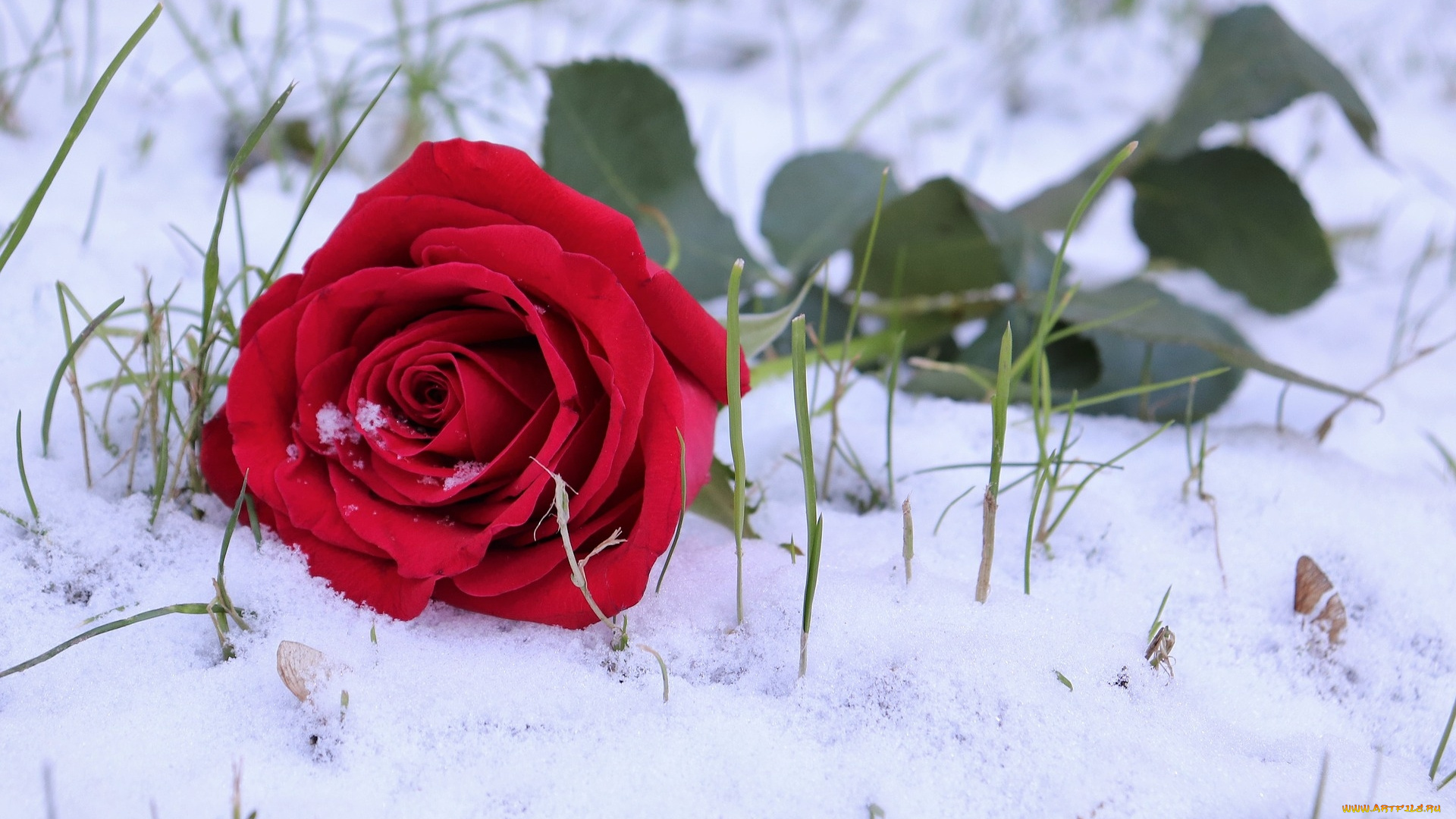 цветы, розы, снег