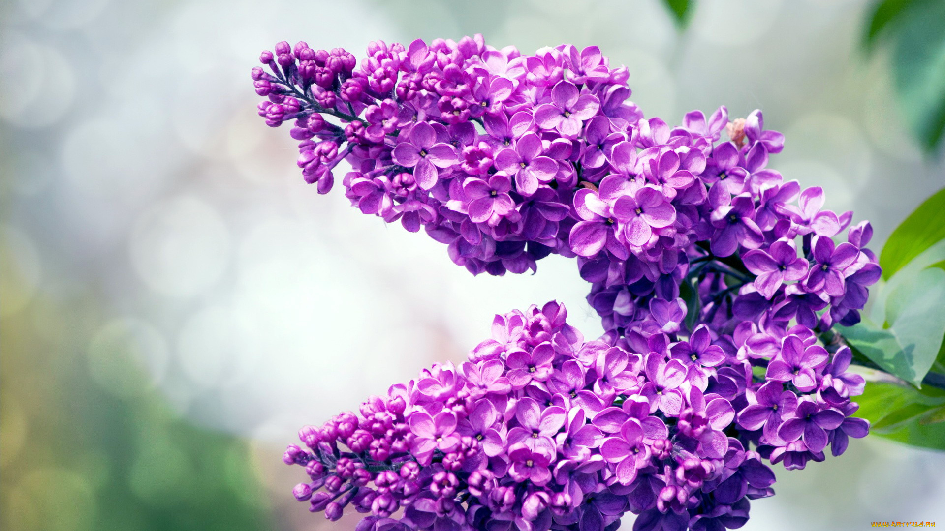 цветы, сирень, ветка