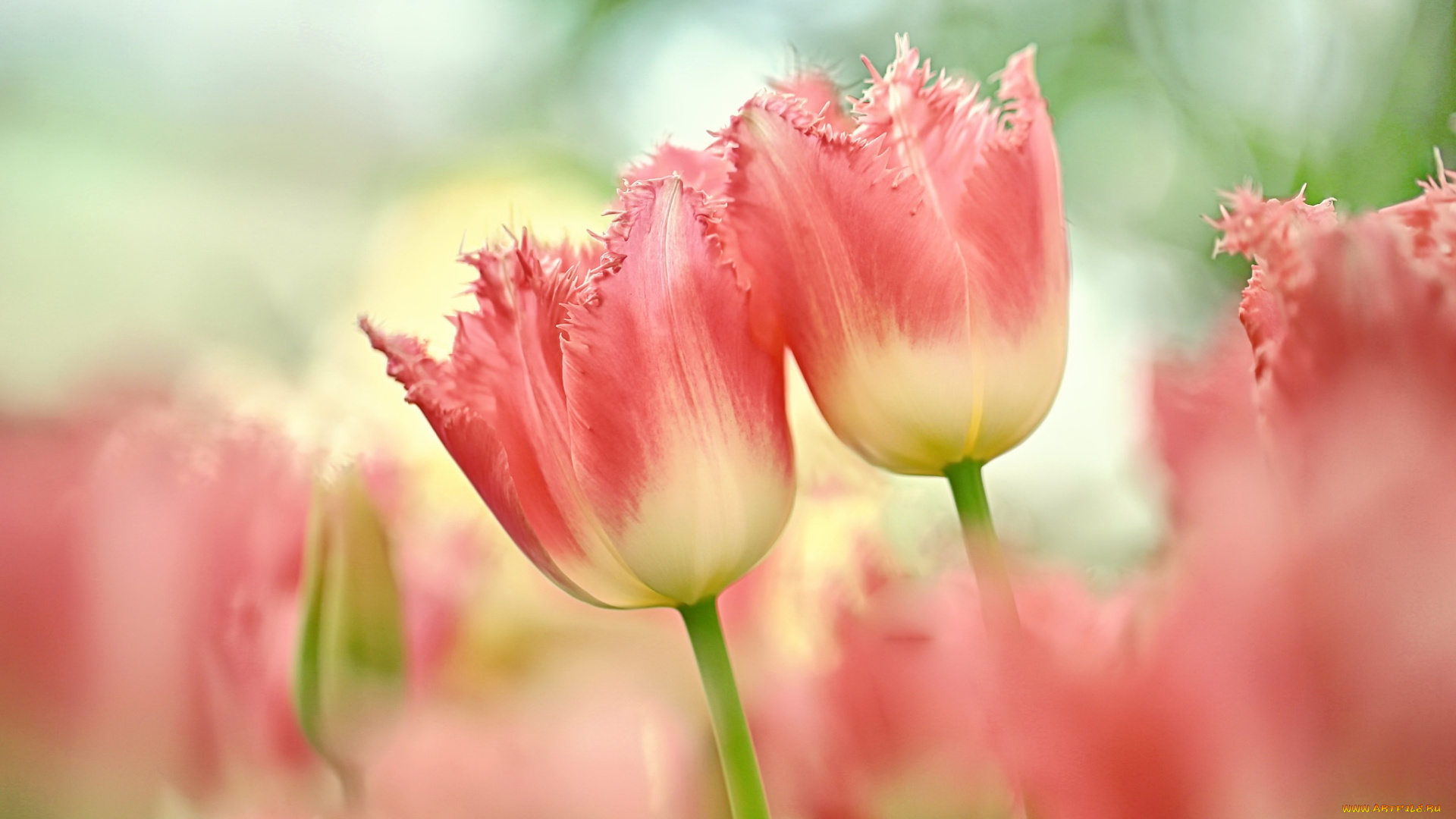 цветы, тюльпаны