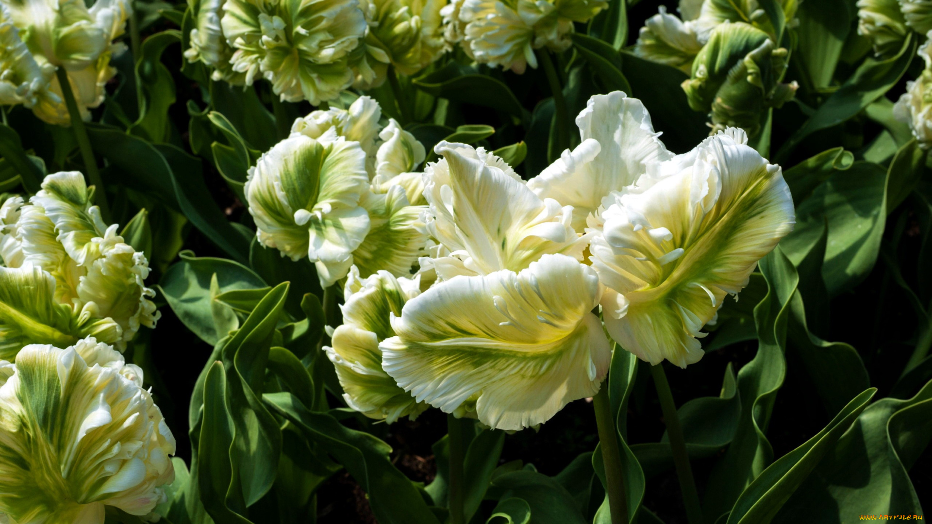 цветы, тюльпаны, бутоны