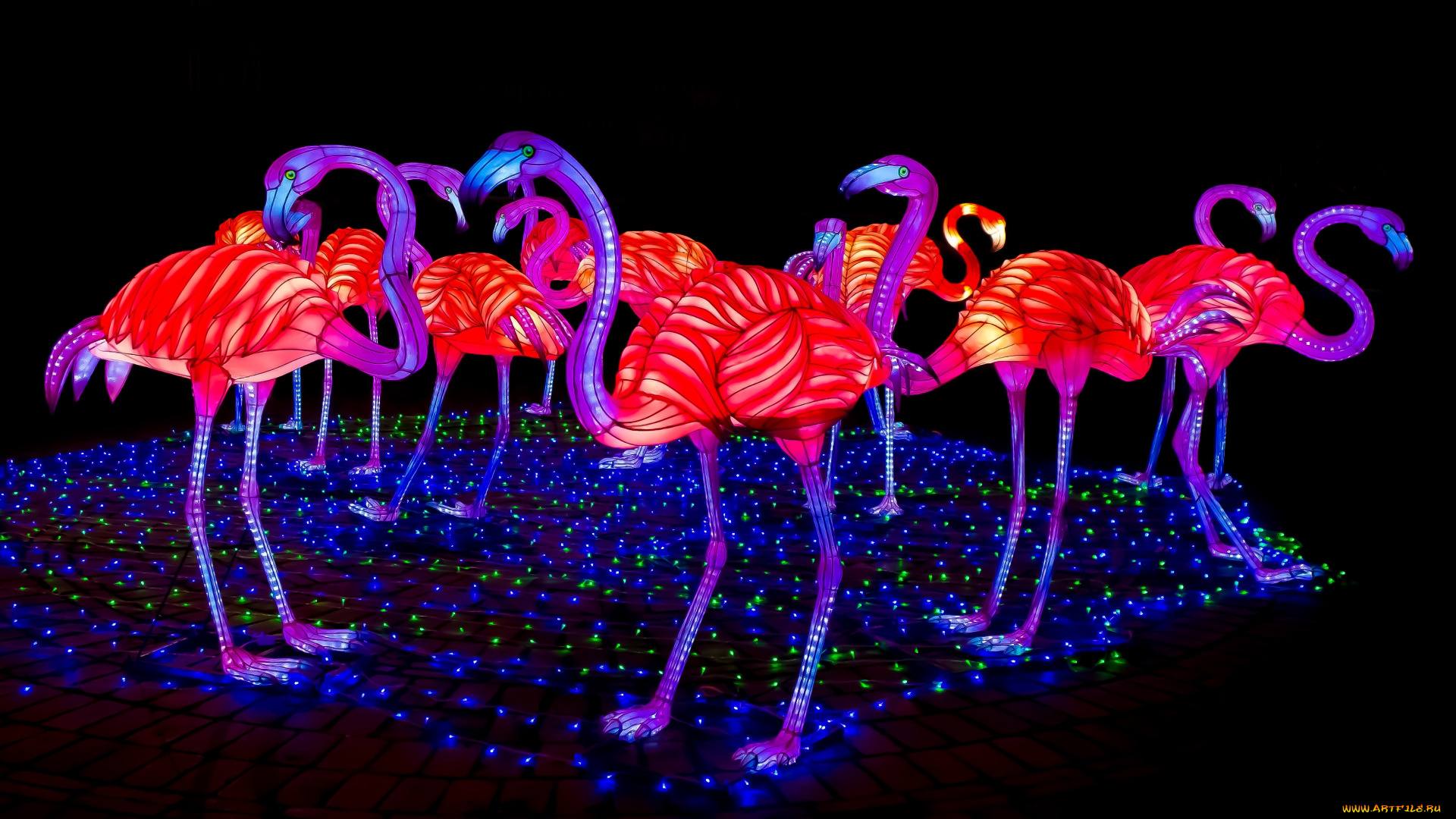 векторная, графика, птицы, , птицы, фламинго