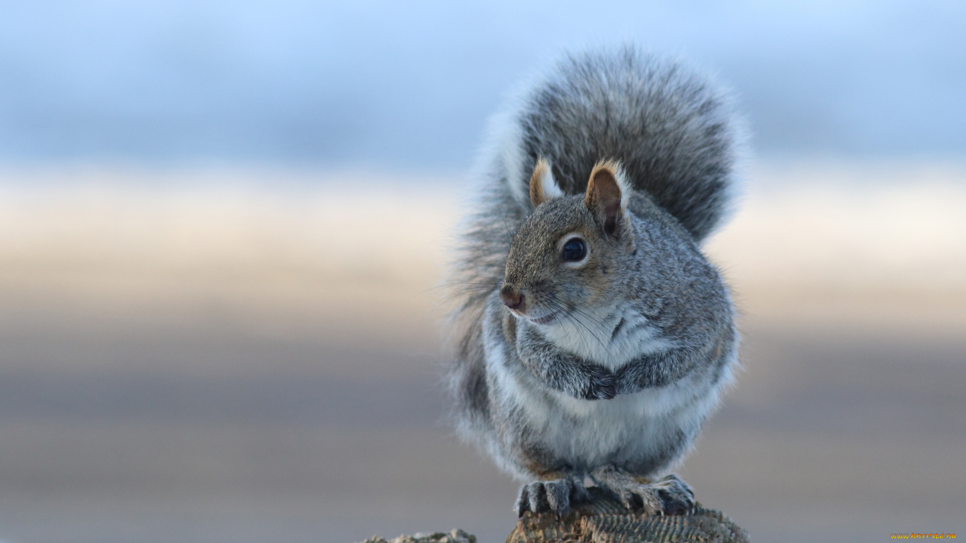 животные, белки, белка