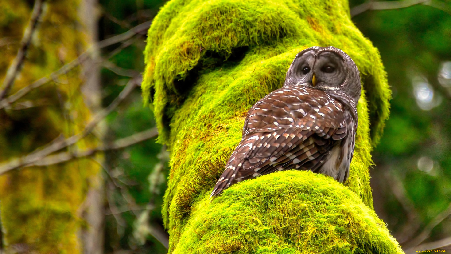 животные, совы, сова