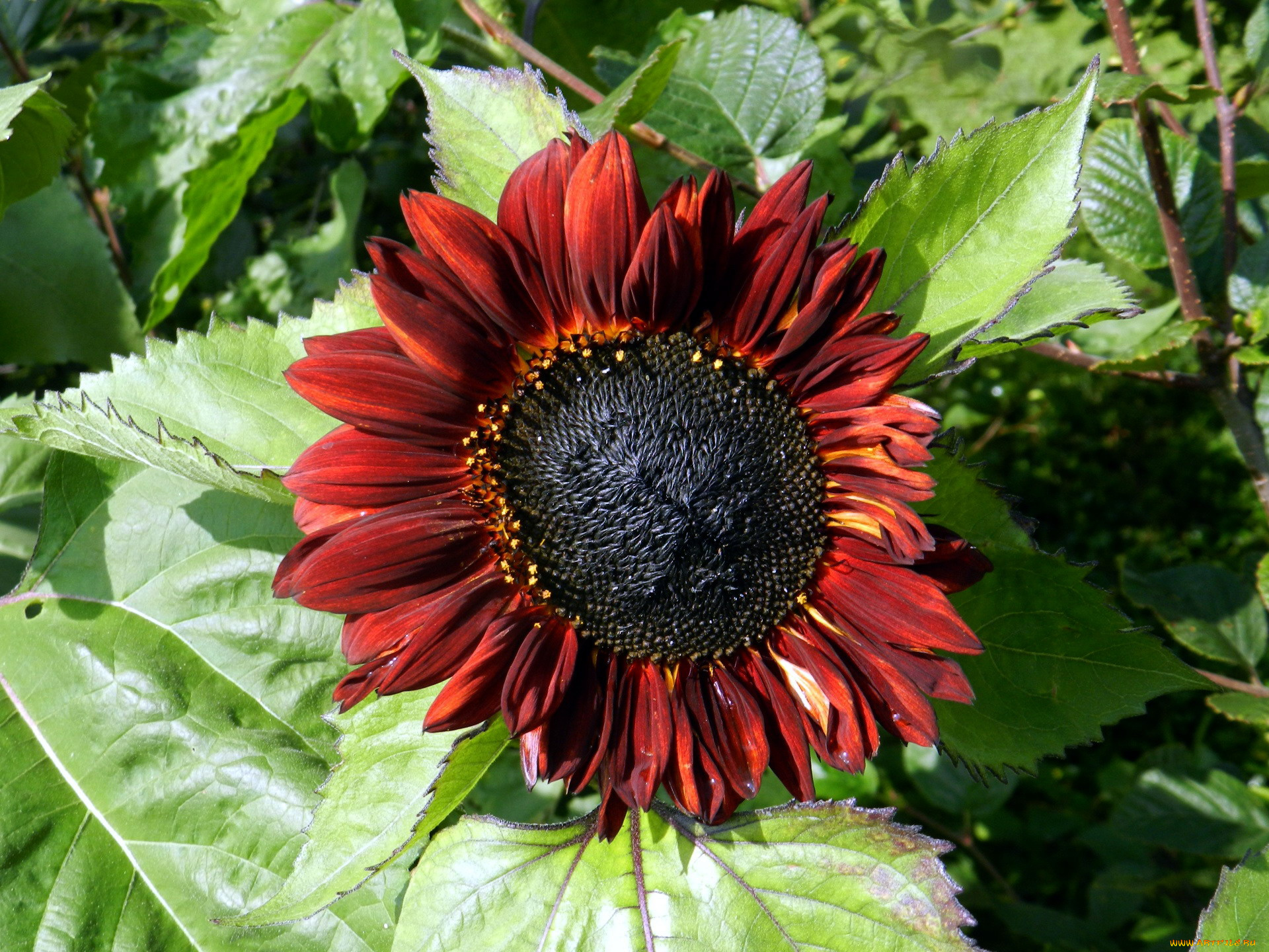 цветы, подсолнухи, макро