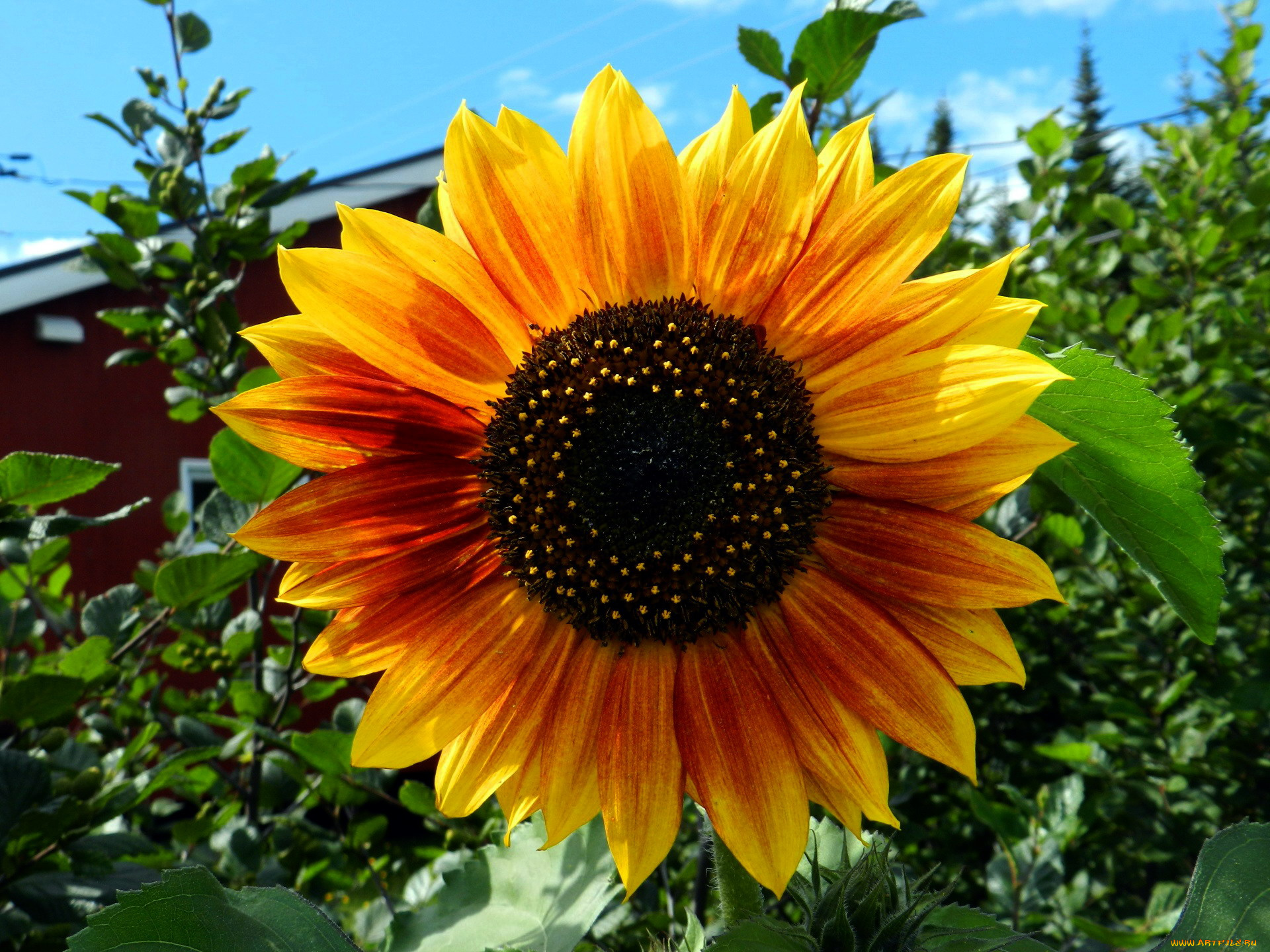 цветы, подсолнухи, макро