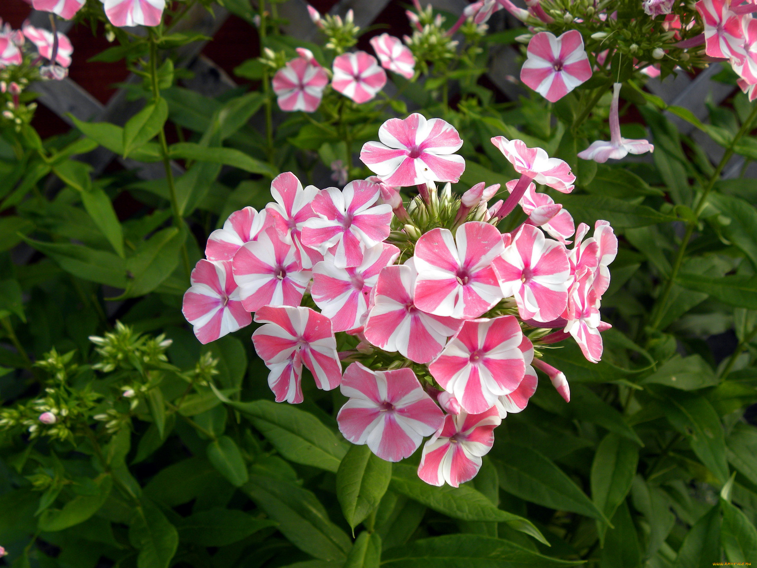 цветы, флоксы, соцветие