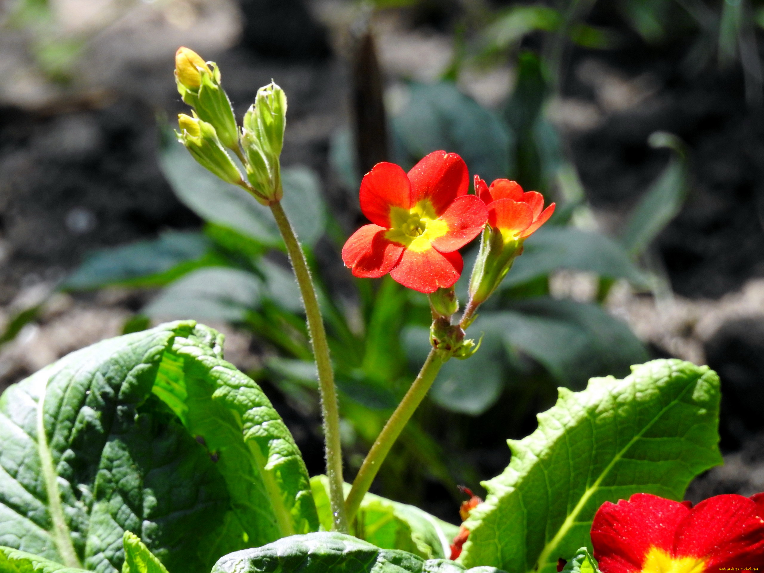 цветы, примулы, первоцвет