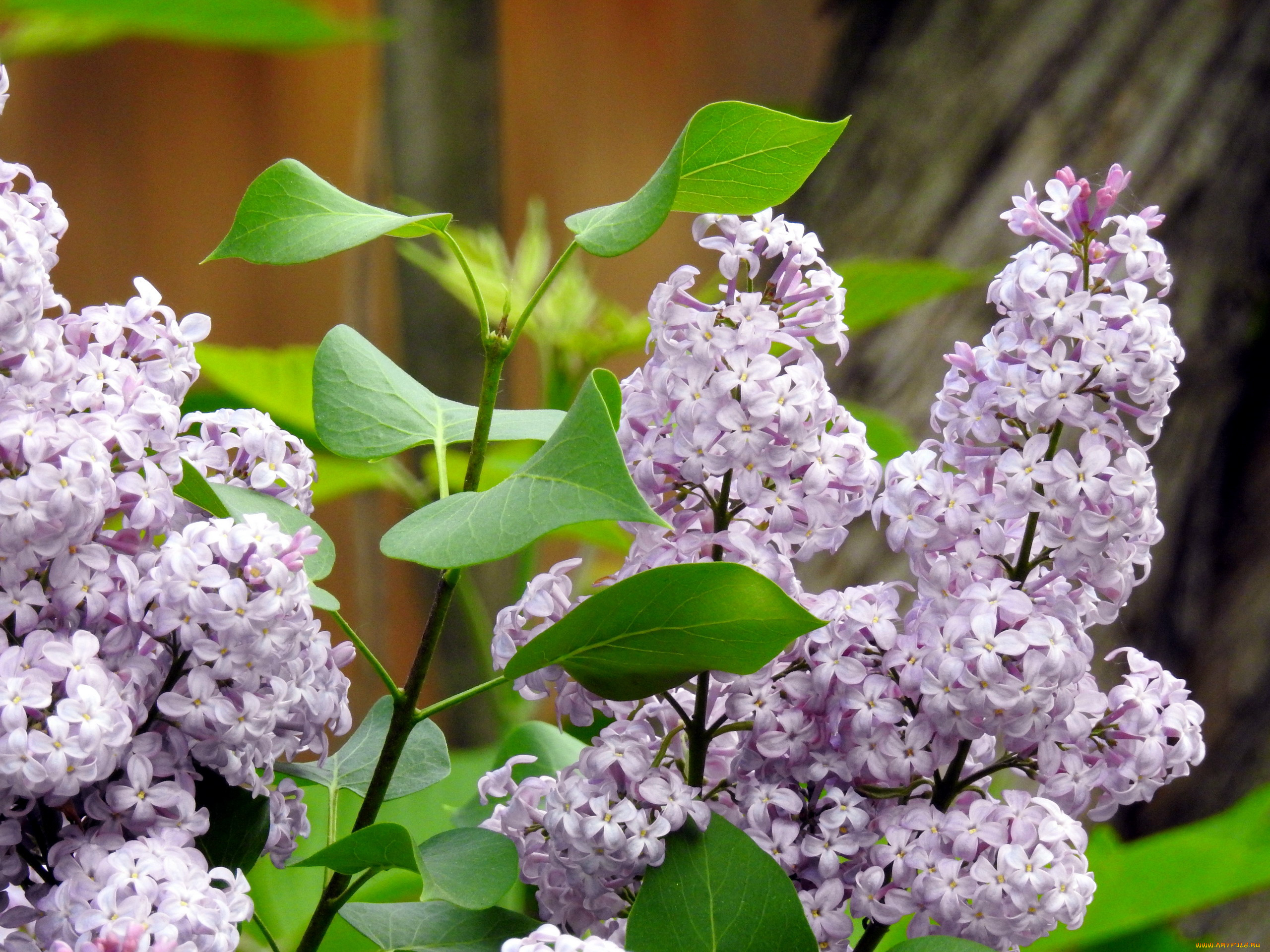 цветы, сирень, ветка