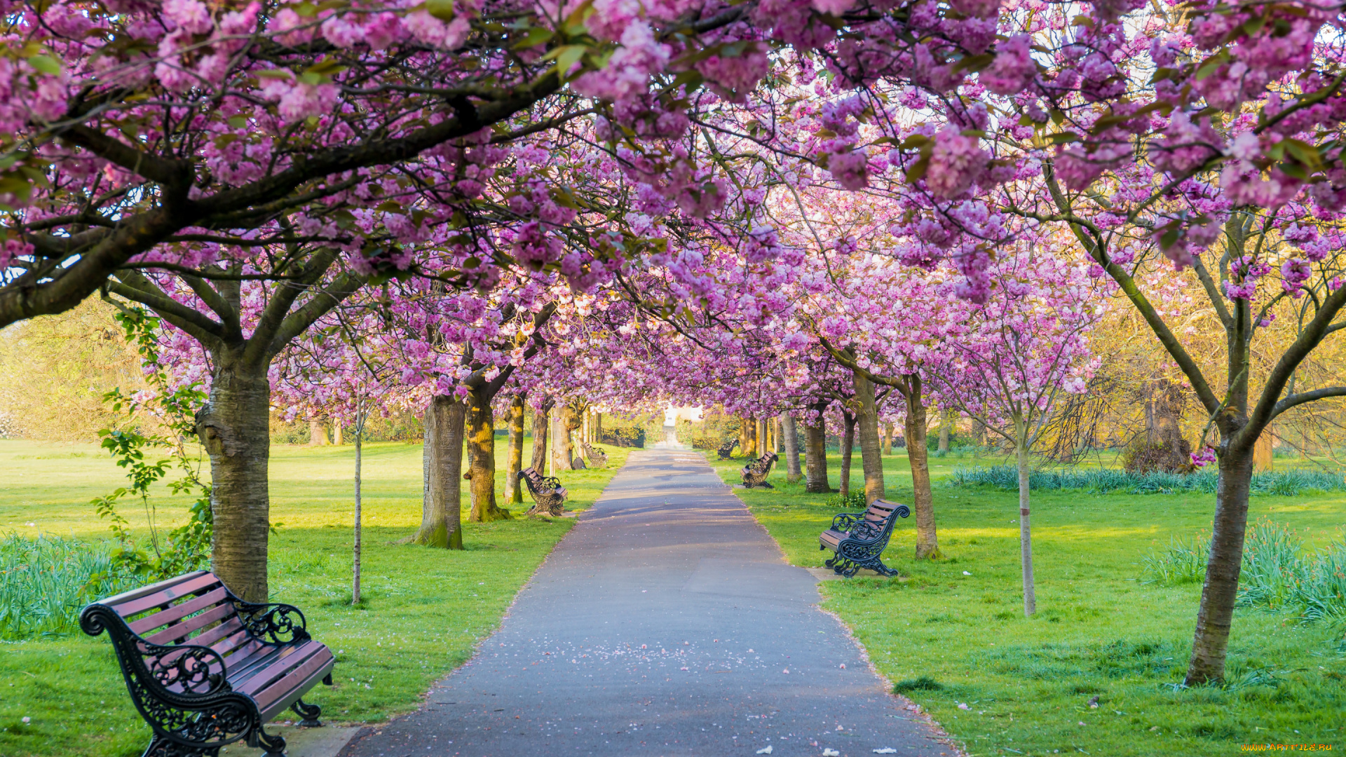 цветы, сакура, , вишня, деревья, скамейка, парк, весна, цветение, pink, blossom, park, tree, sakura, cherry, spring, bench
