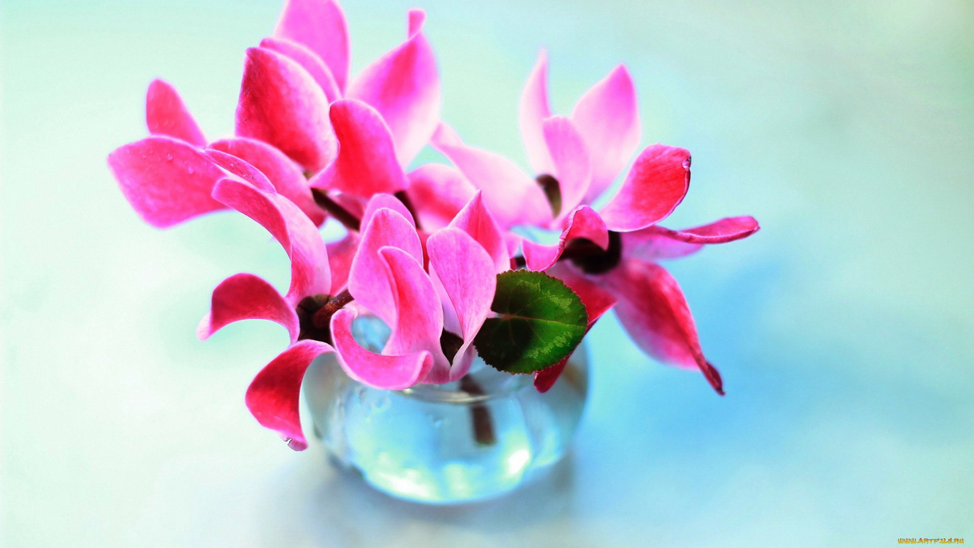 цветы, цикламены, розовые, букет