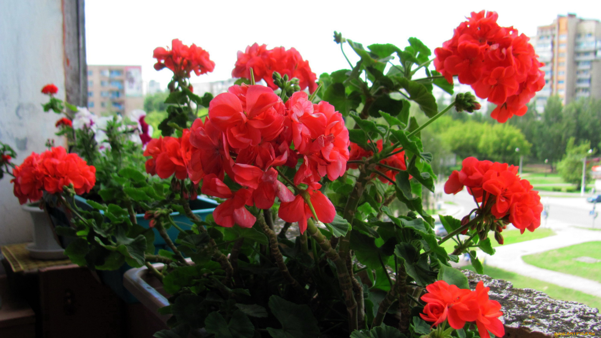 цветы, герань, алая