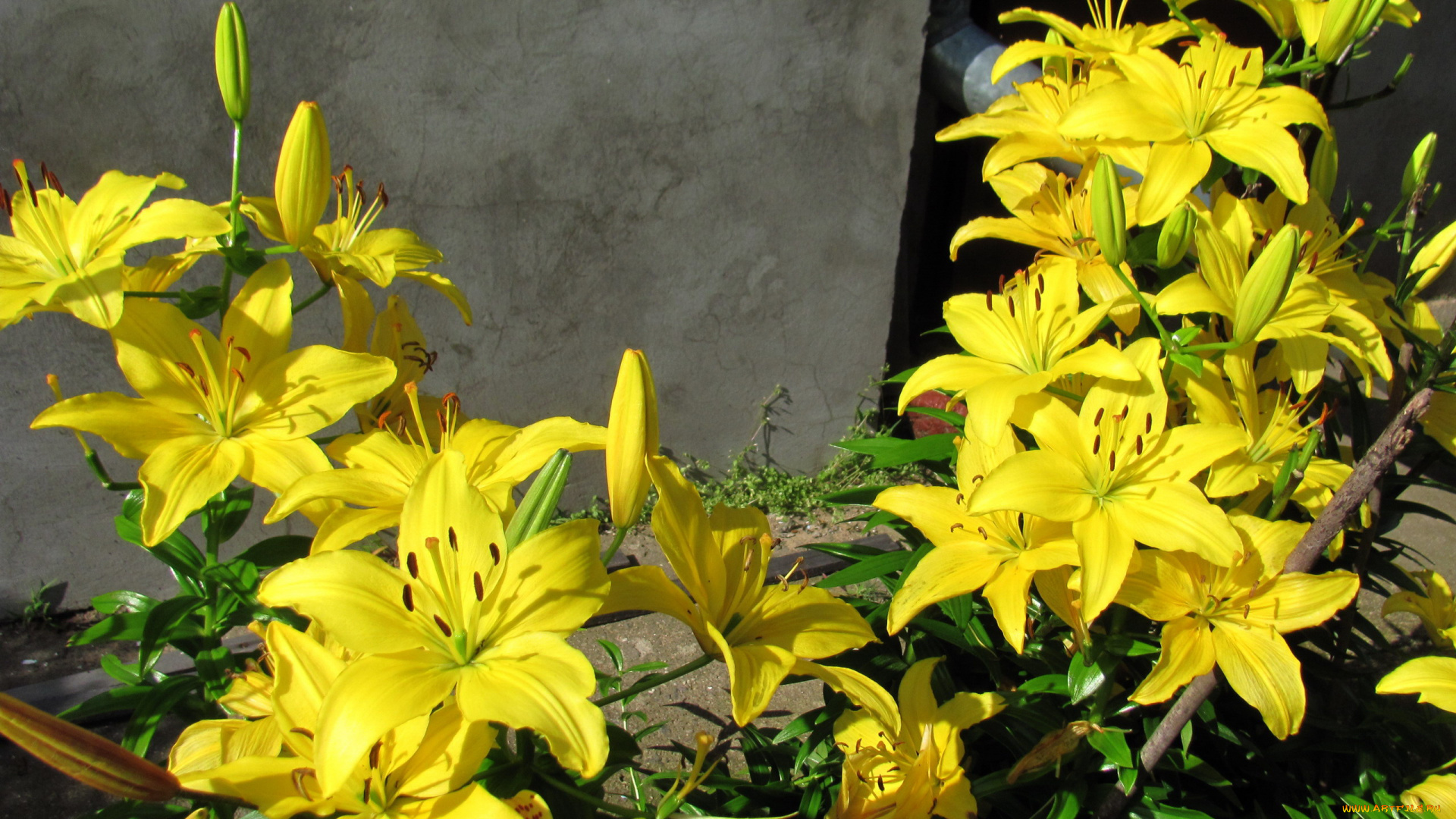 цветы, лилии, , лилейники, желтые