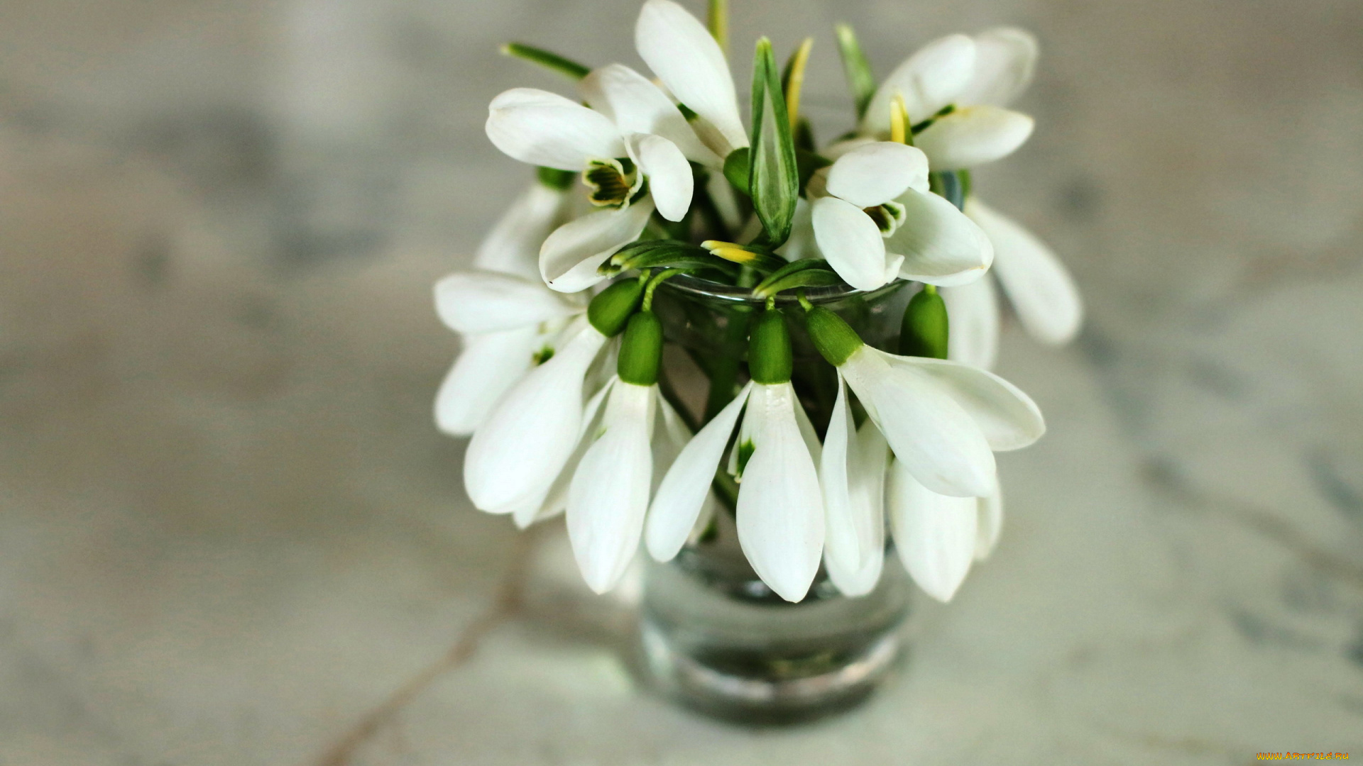 цветы, подснежники, , белоцветники, , пролески, букетик