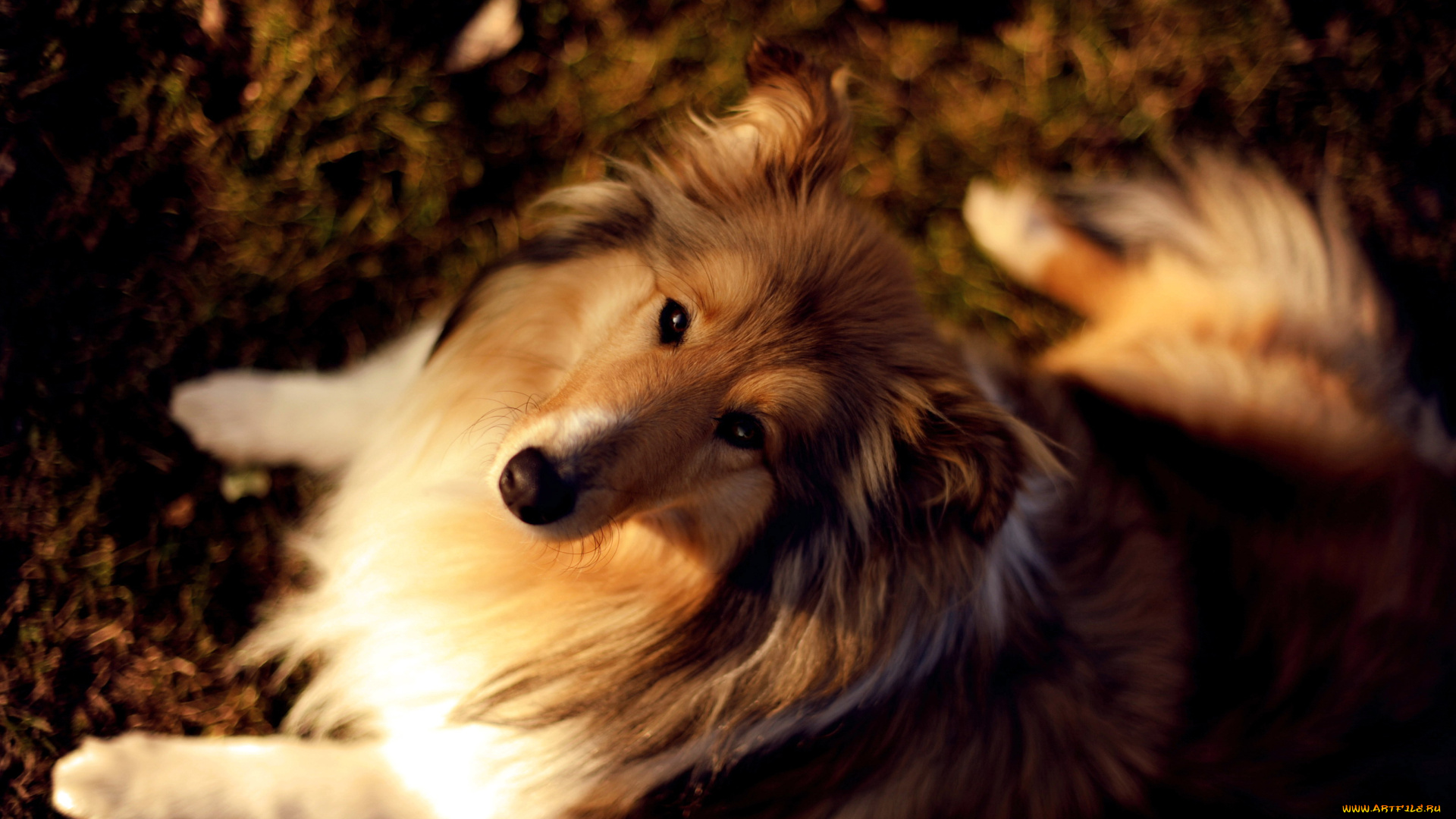 животные, собаки, собака, колли, осень