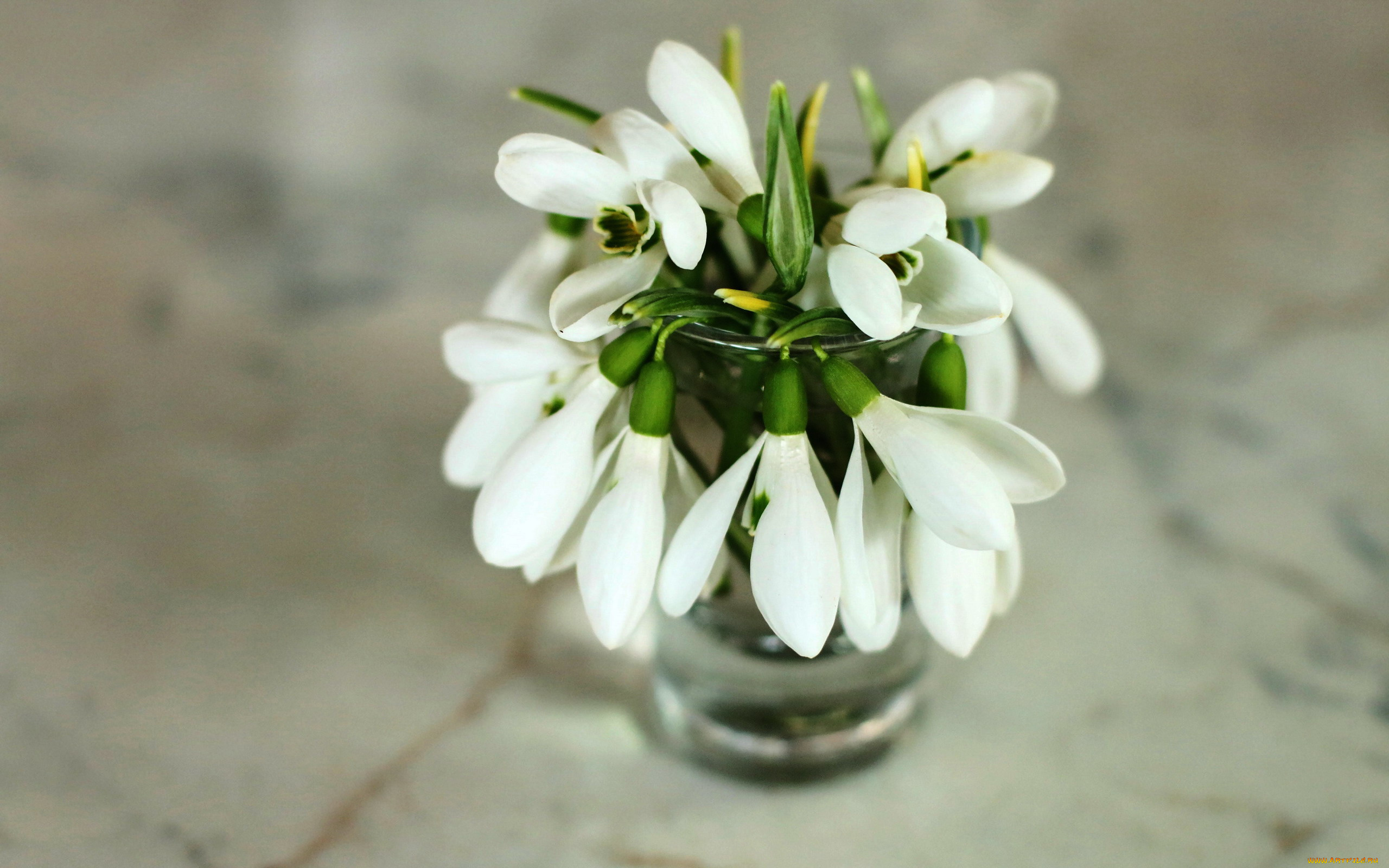 цветы, подснежники, , белоцветники, , пролески, букетик