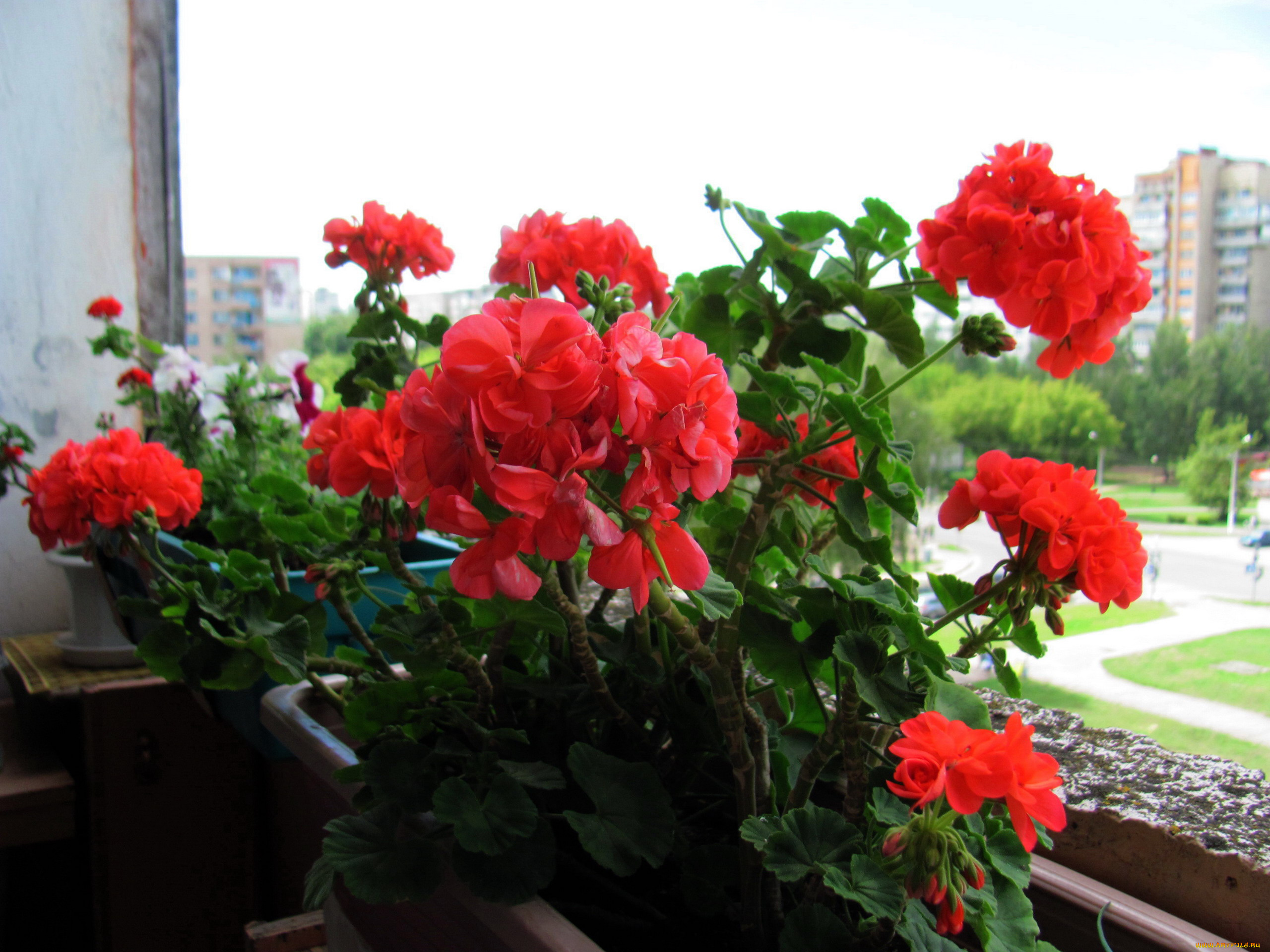 цветы, герань, алая