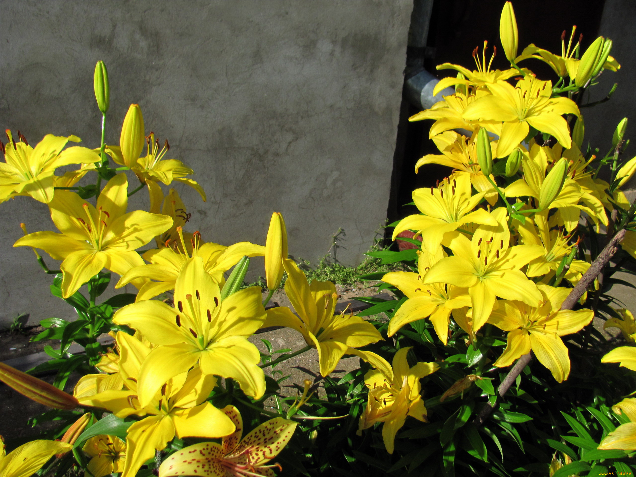 цветы, лилии, , лилейники, желтые