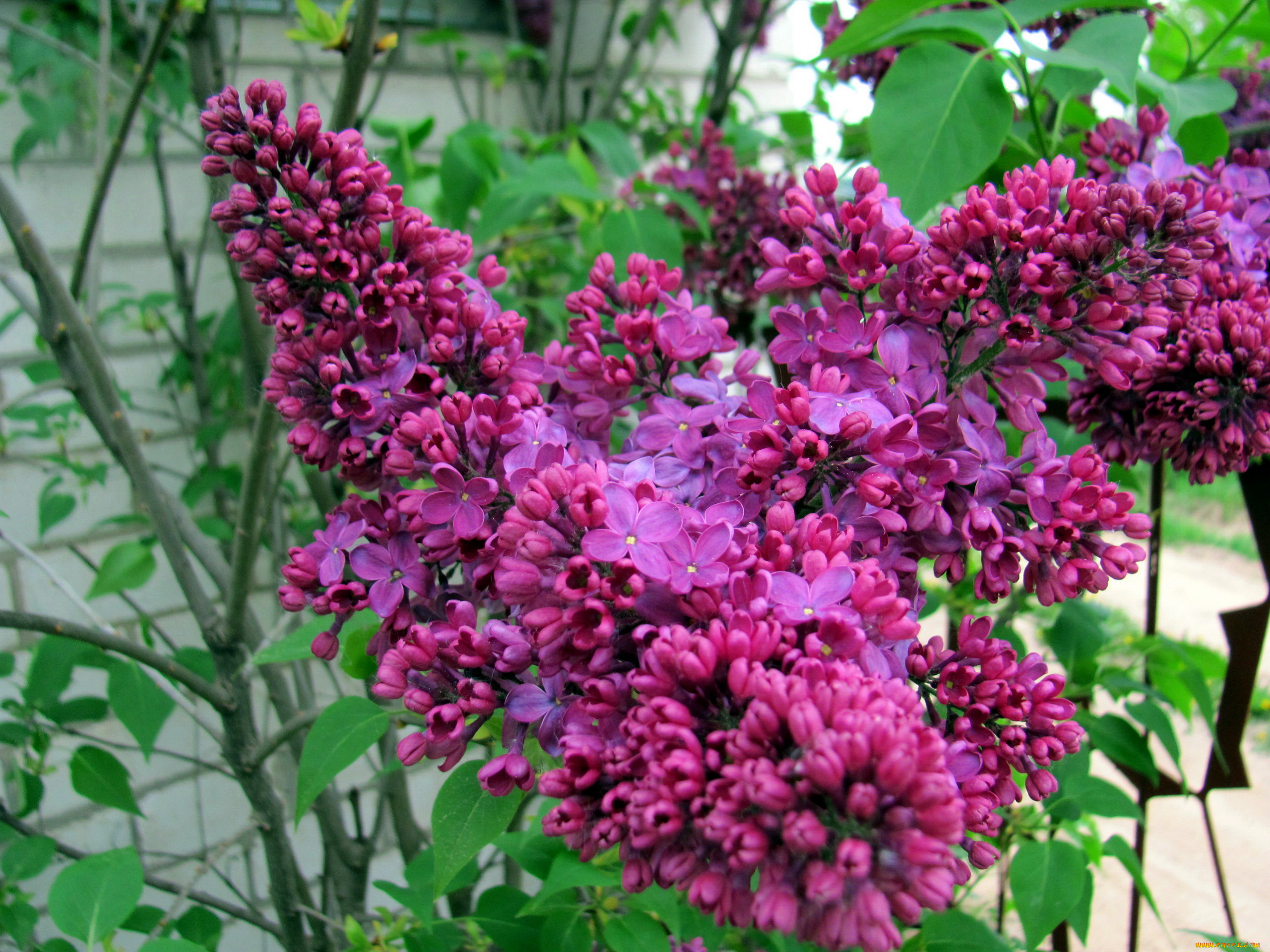 цветы, сирень, лиловая, ветка