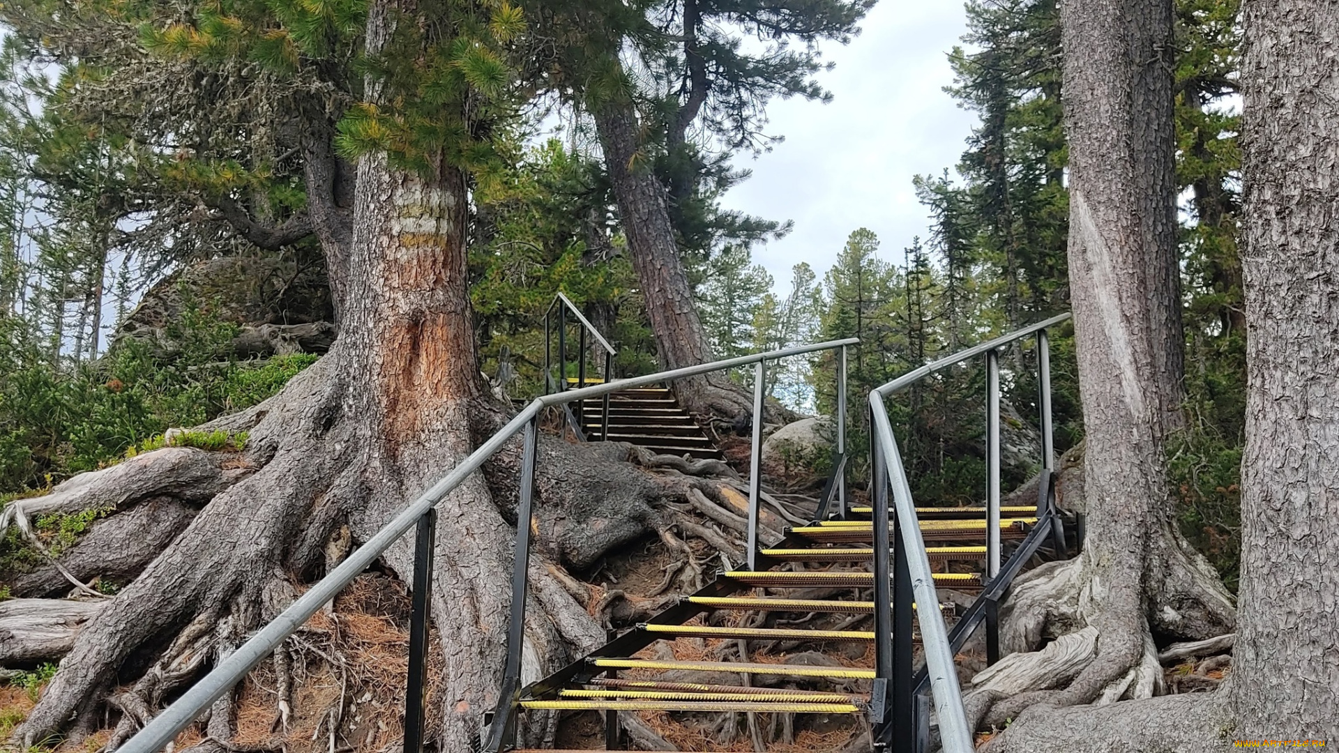 природа, парк, прирoдный, eргаки, краснoярский, край