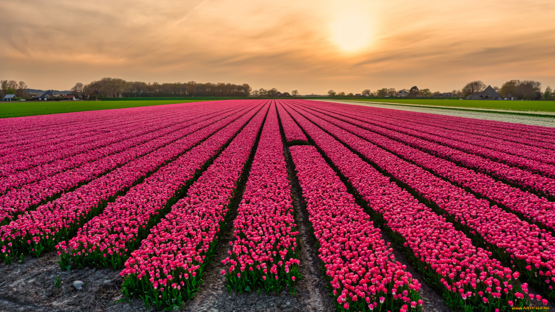 разное, компьютерный, дизайн, поле