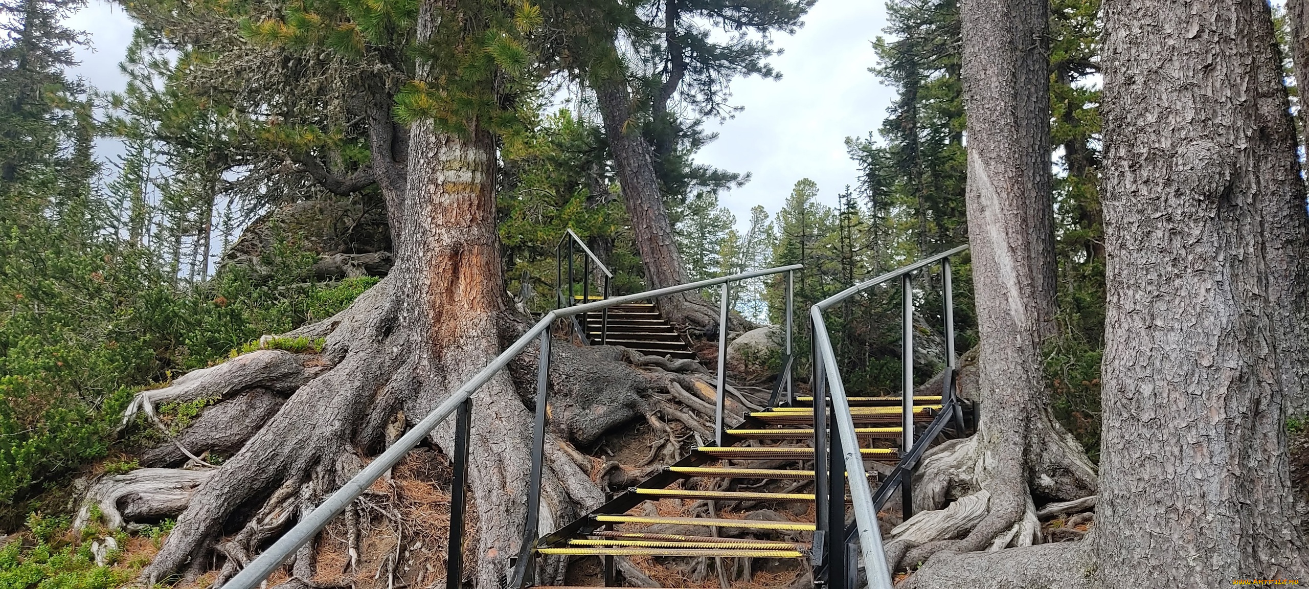 природа, парк, прирoдный, eргаки, краснoярский, край