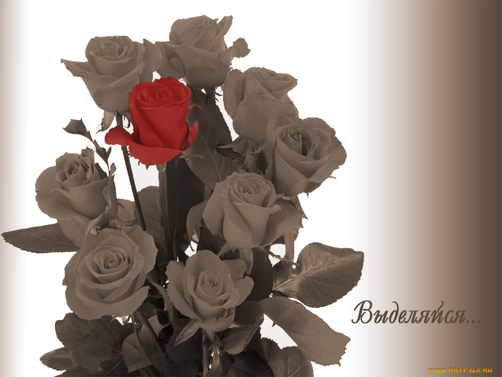 цветы, розы