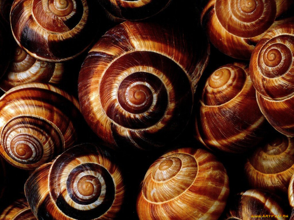 разное, ракушки, кораллы, декоративные, spa, камни