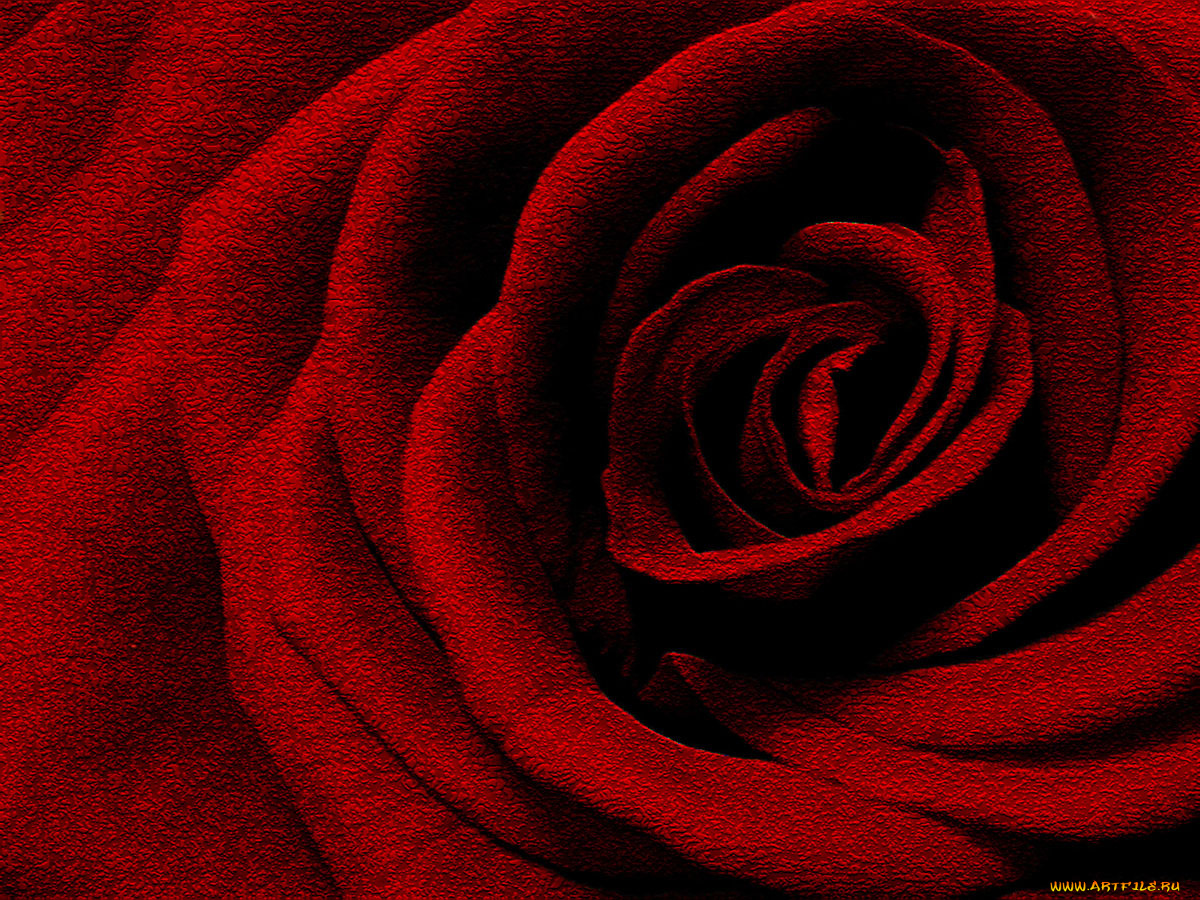 цветы, розы