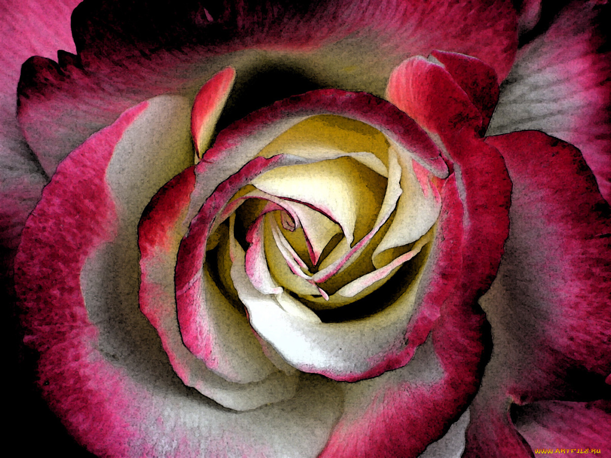 цветы, розы