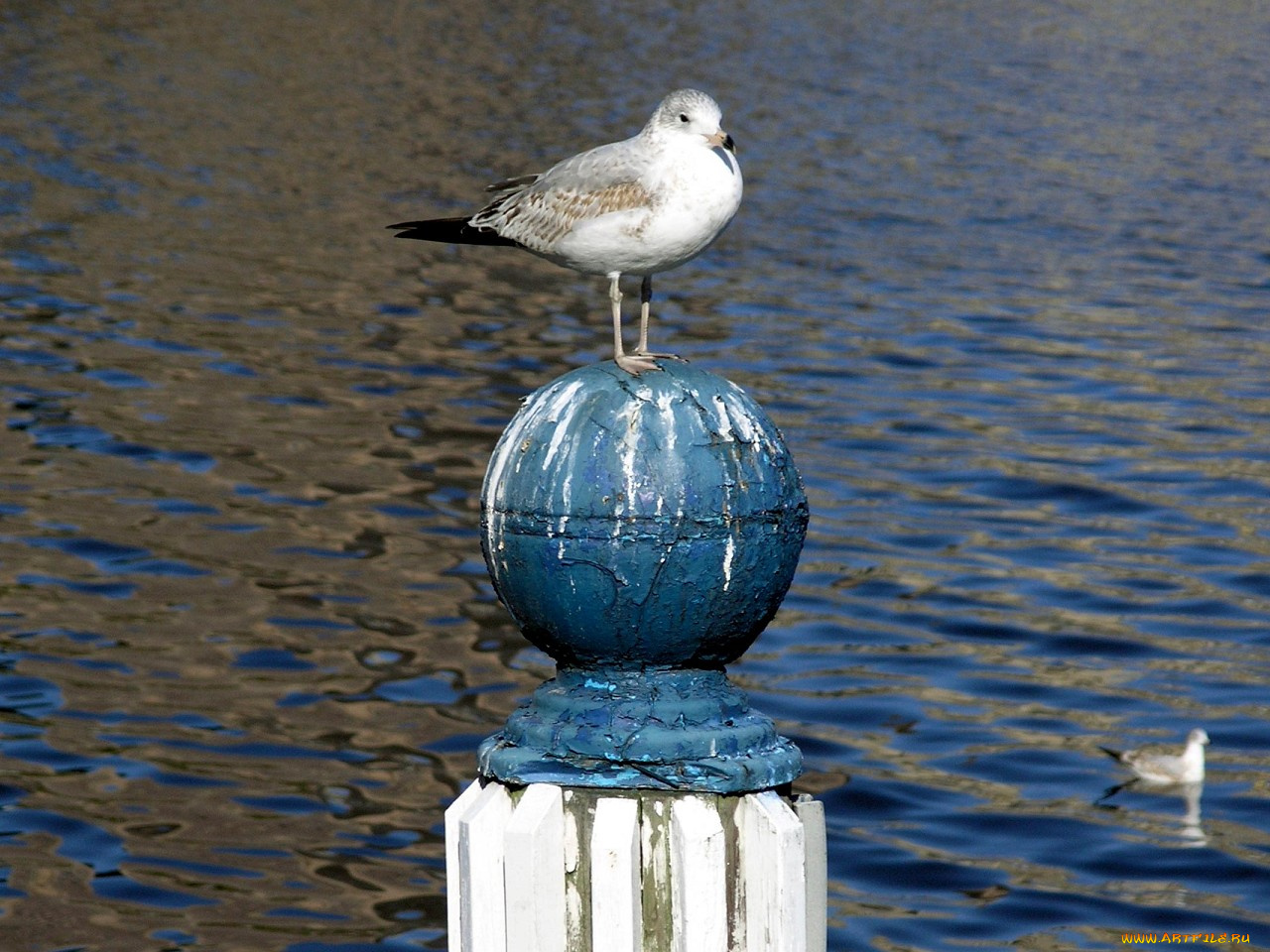 животные, Чайки, бакланы, крачки