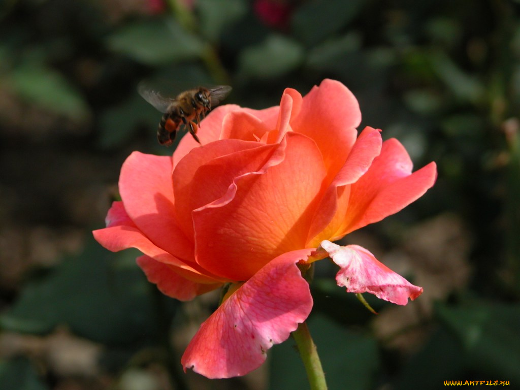 цветы, розы