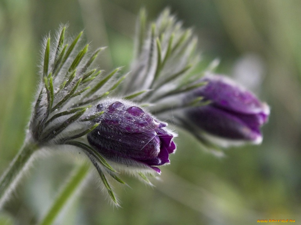 цветы, анемоны, адонисы