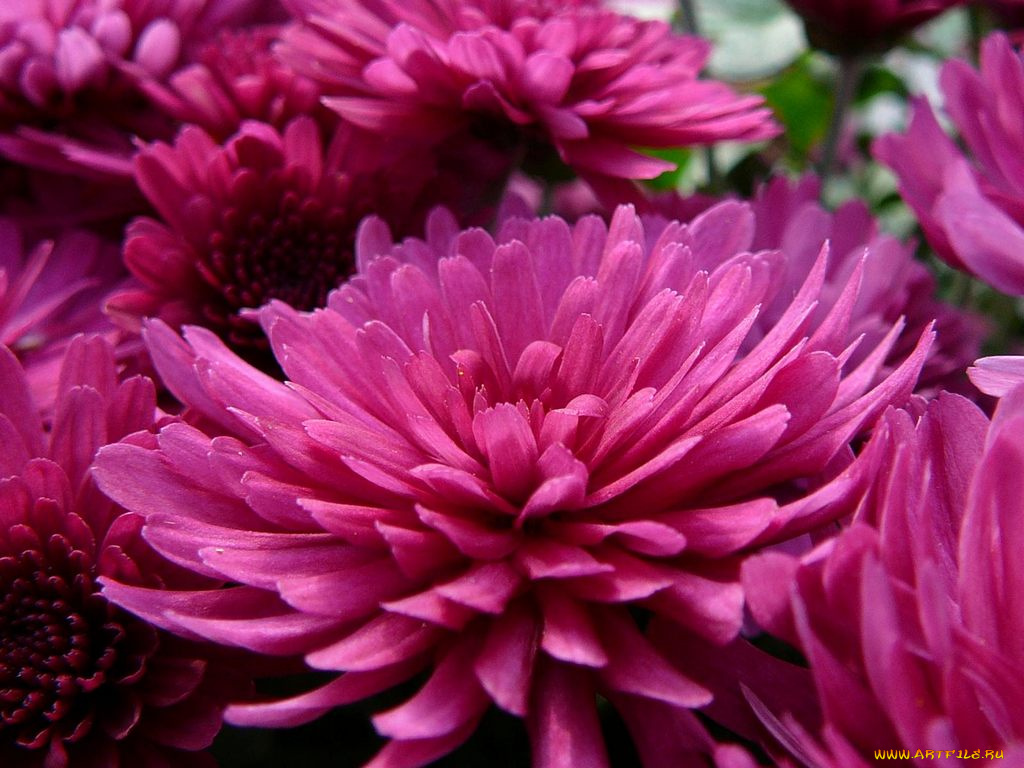 цветы, хризантемы
