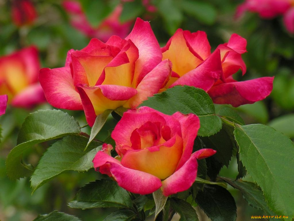 цветы, розы