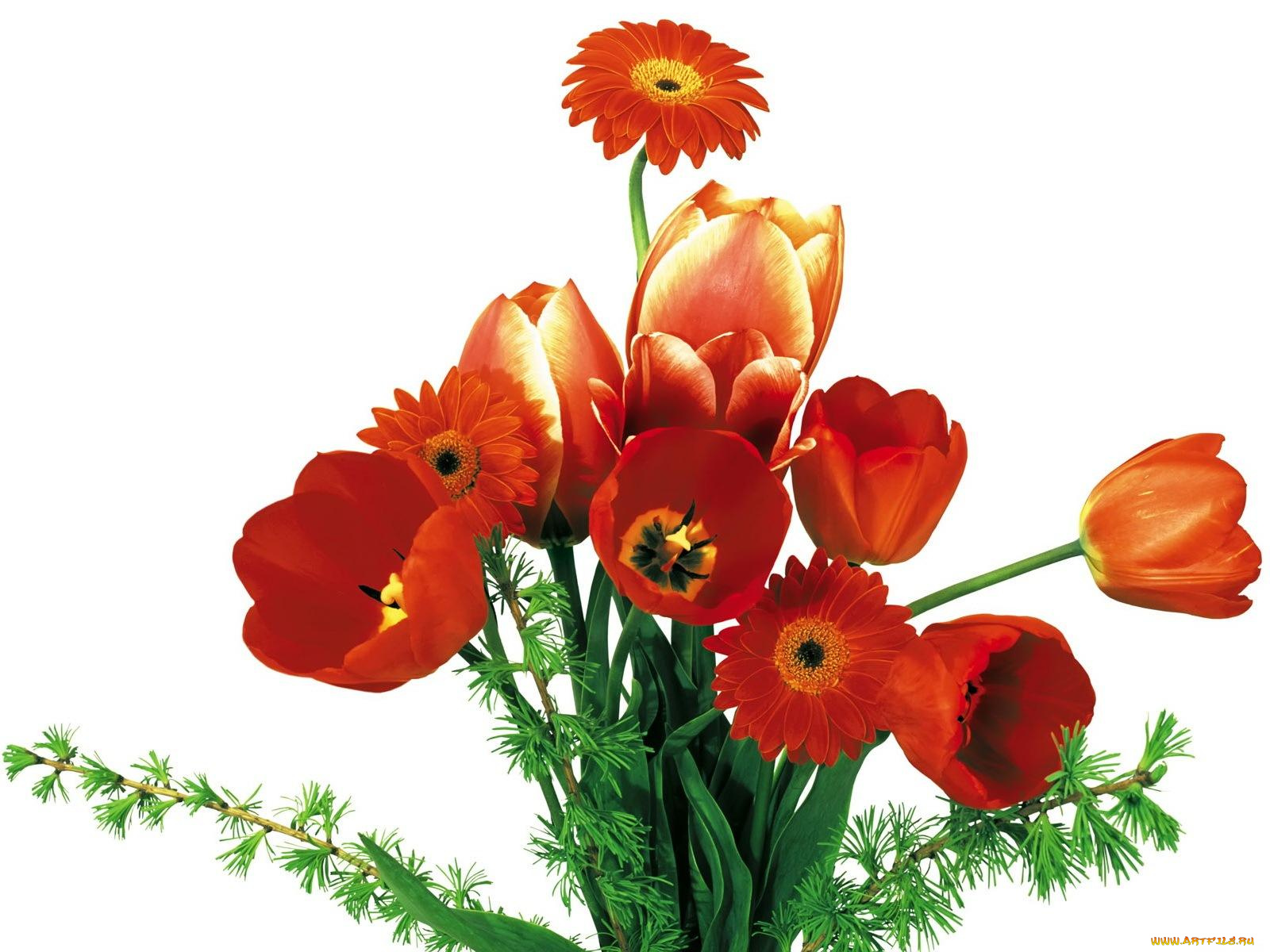 цветы, букеты, композиции