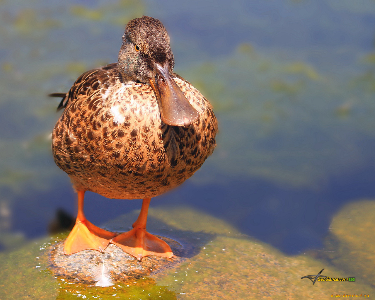 животные, утки