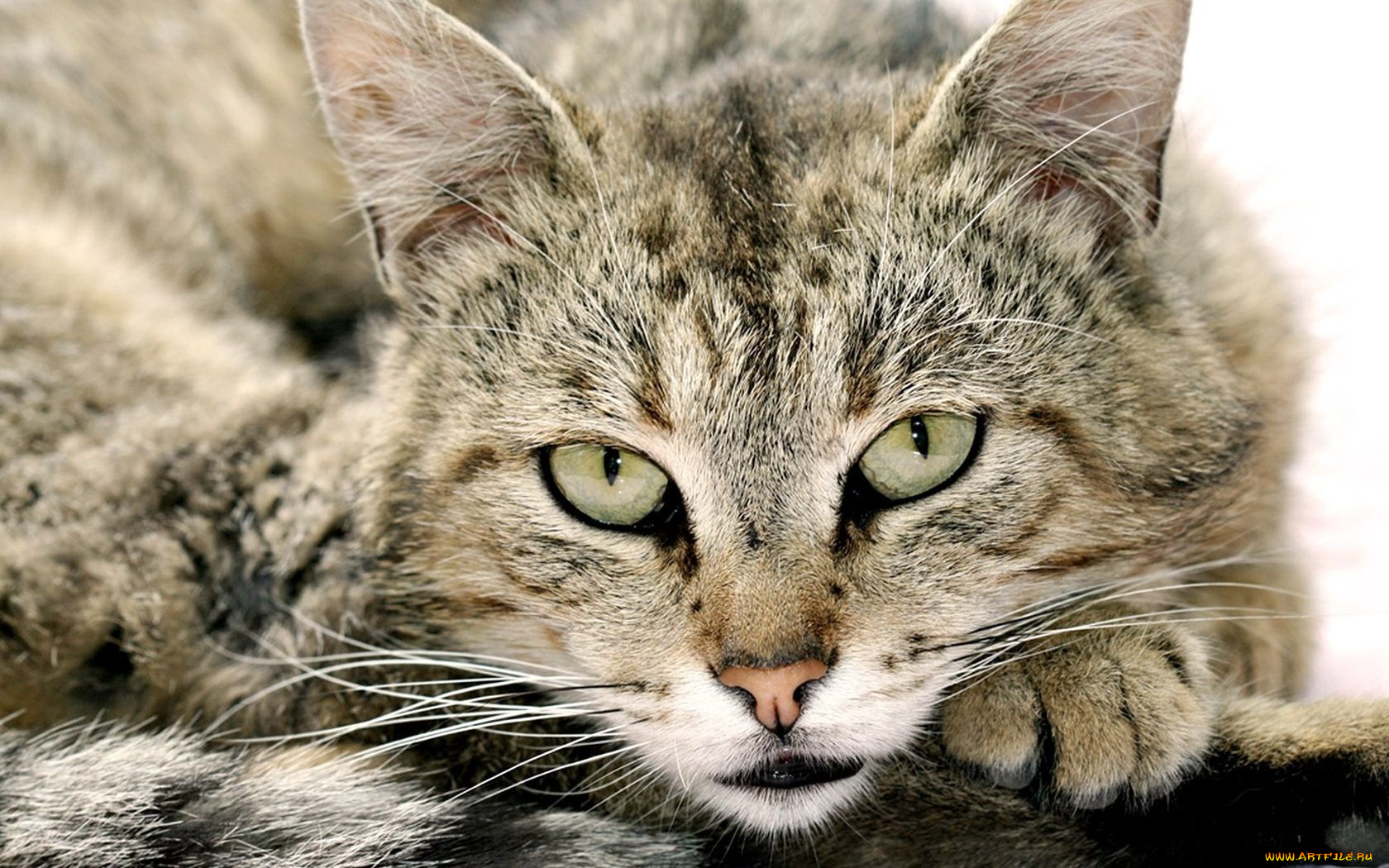 животные, коты