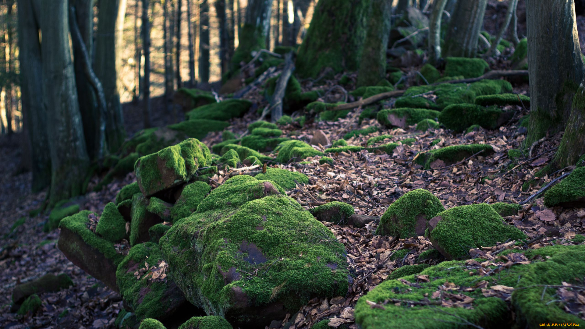 природа, лес