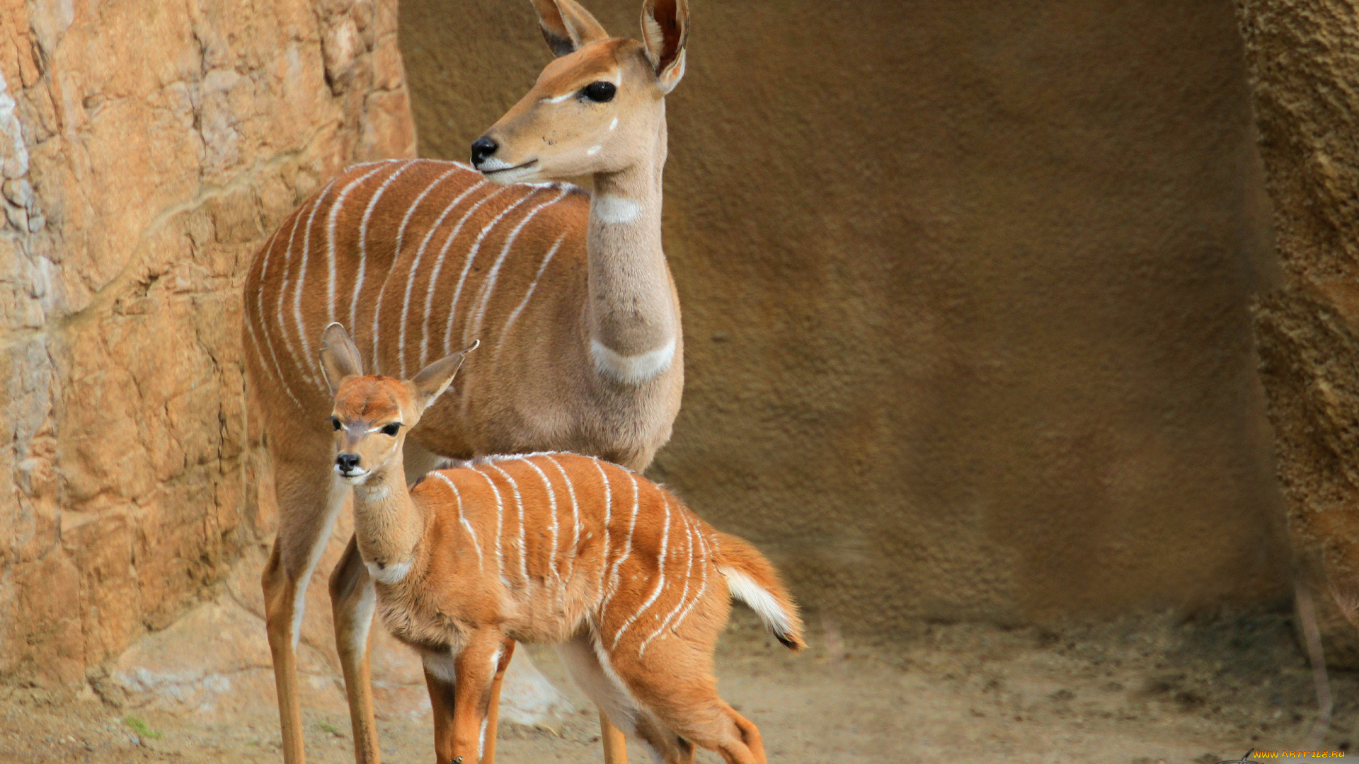 животные, антилопы