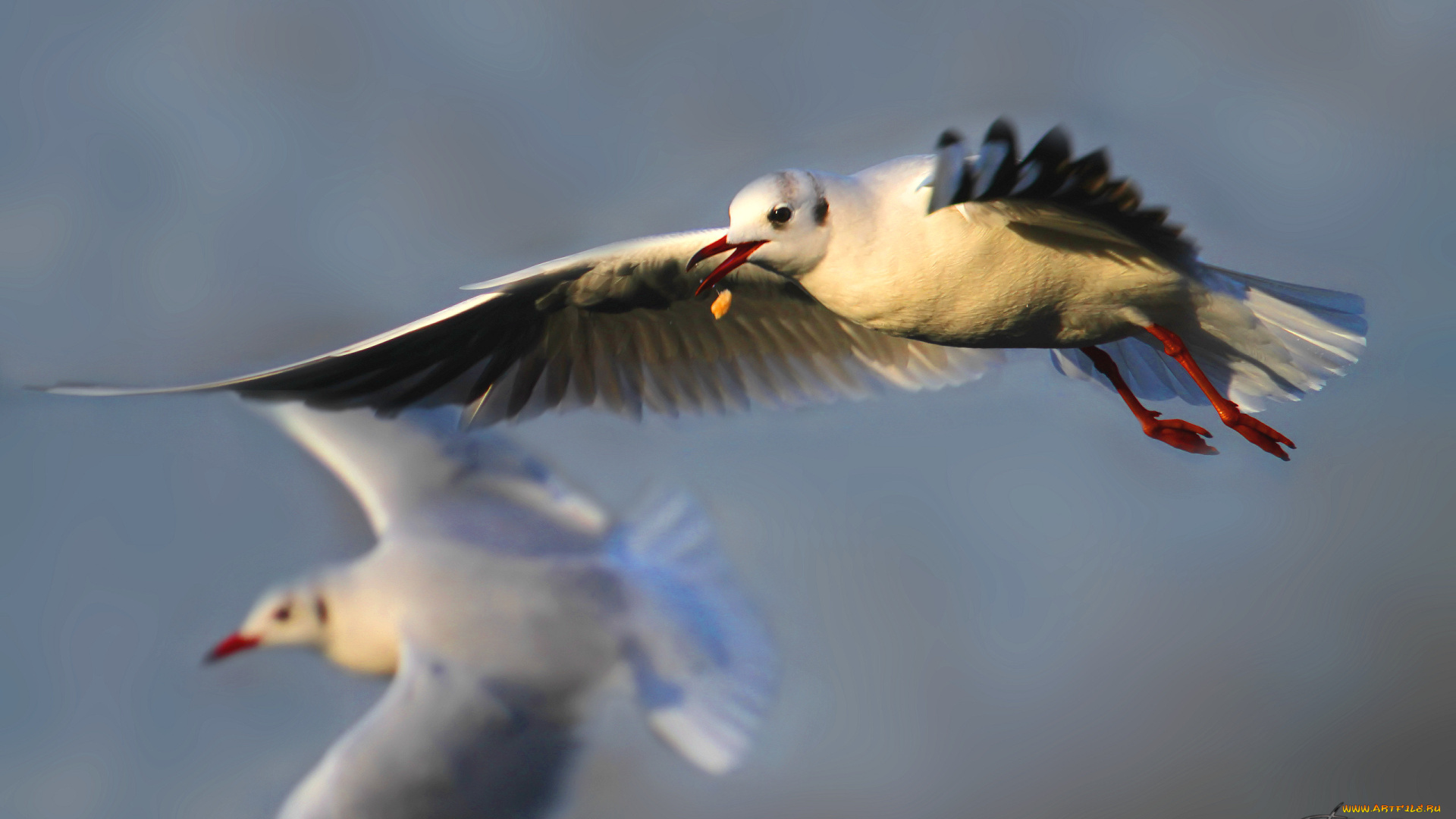 животные, Чайки, бакланы, крачки