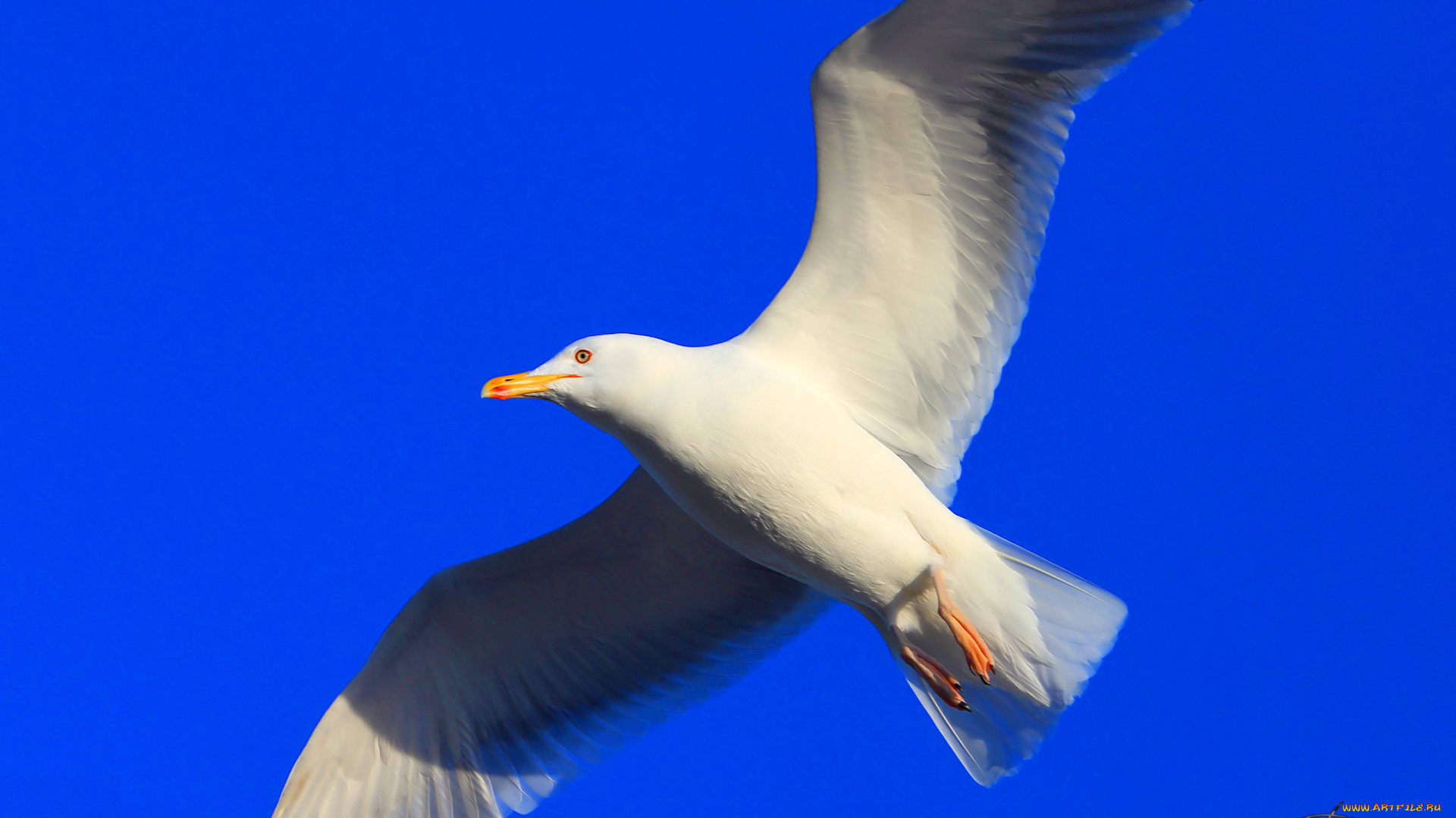 животные, Чайки, бакланы, крачки