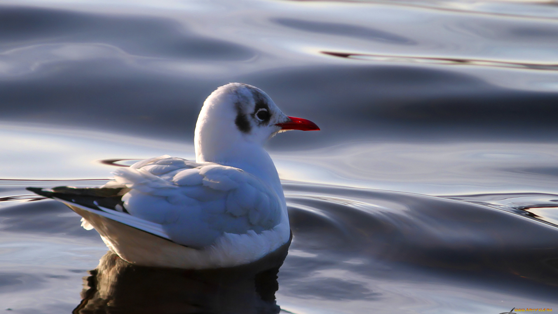 животные, Чайки, бакланы, крачки