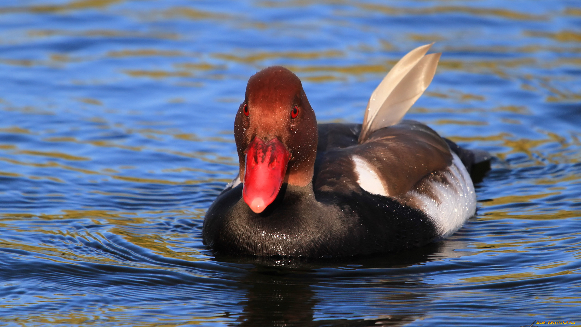 животные, утки