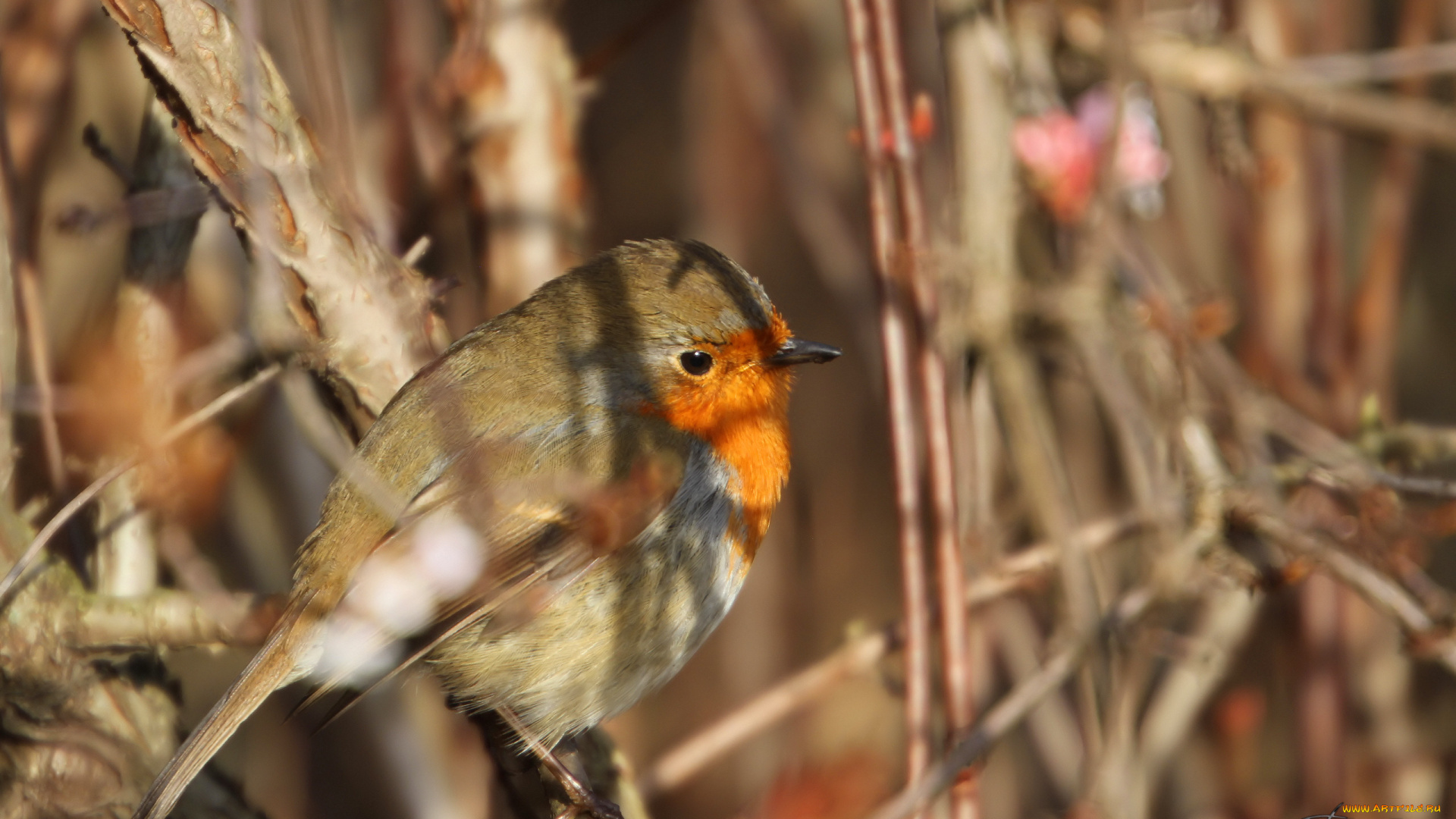 животные, зарянки, малиновки