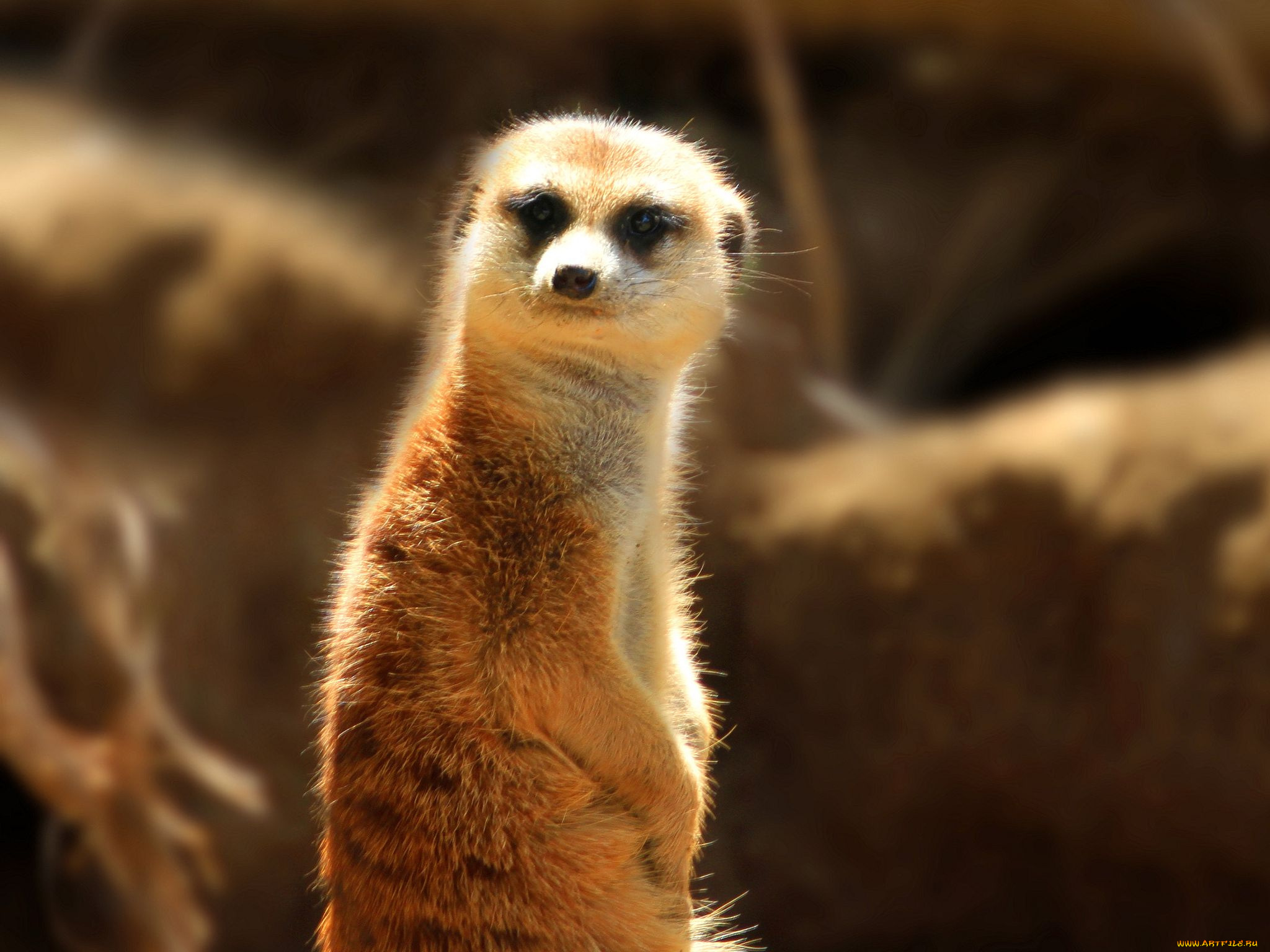 животные, сурикаты