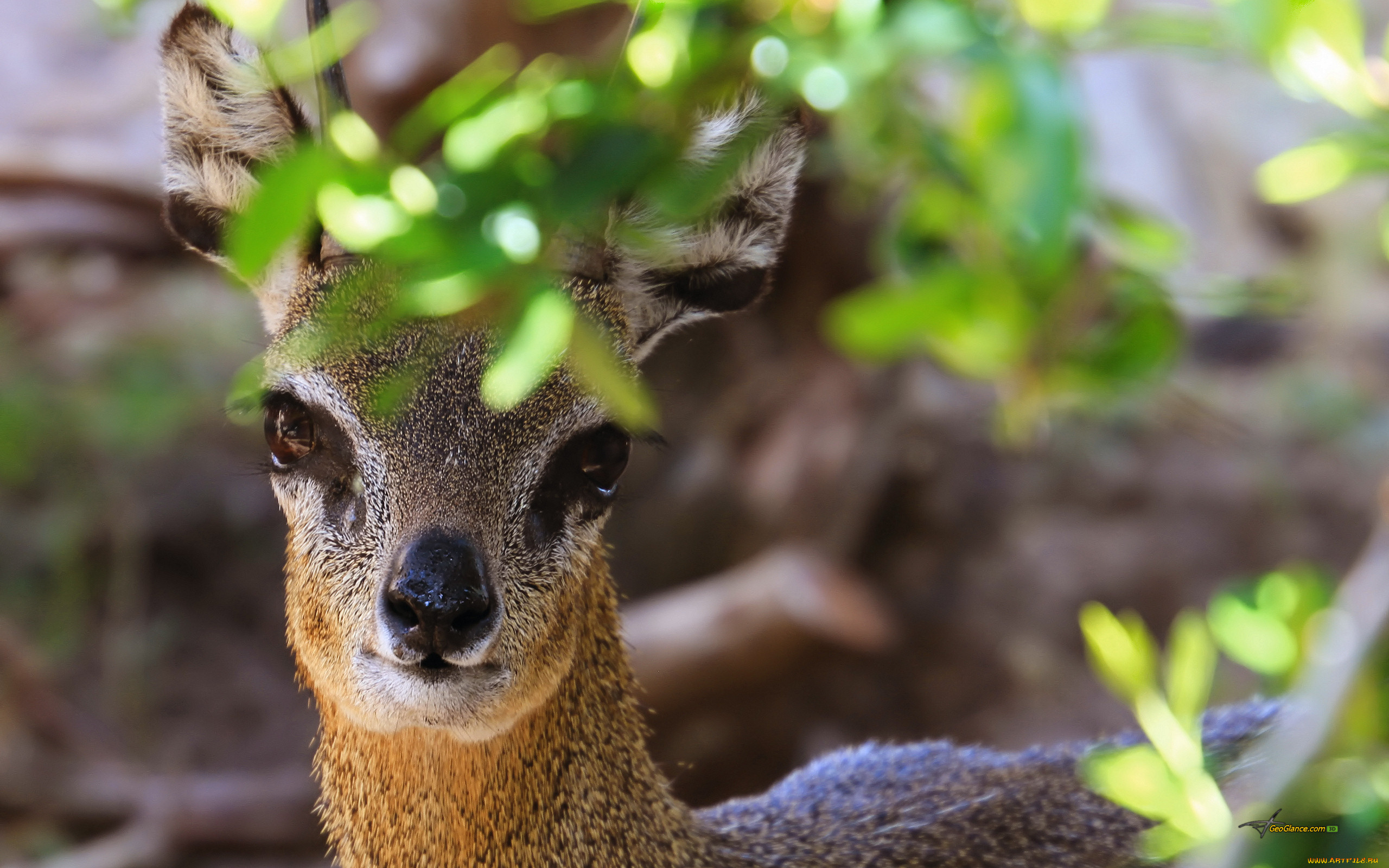 африканская, антилопа, животные, антилопы