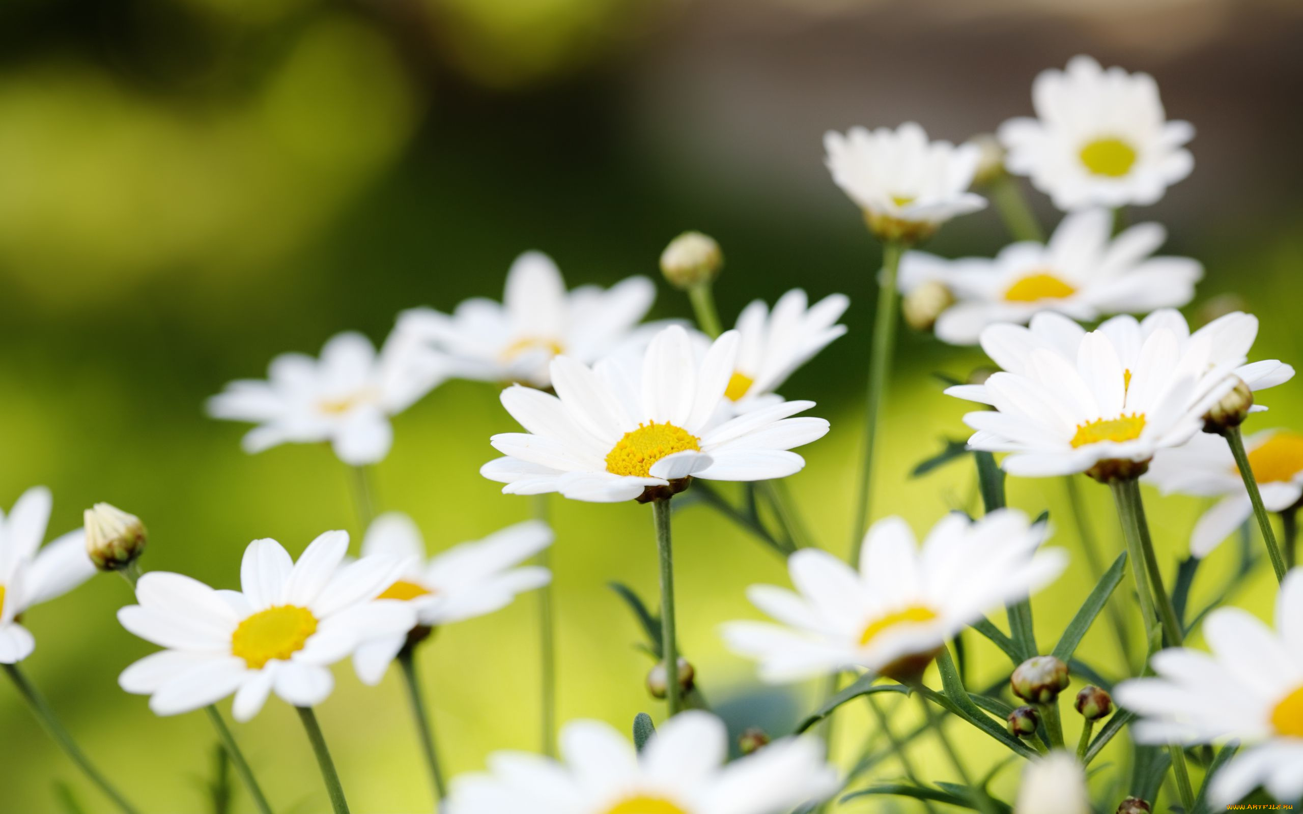 цветы, ромашки